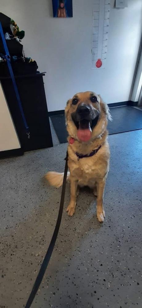 Enlarge Addie, a Adopted mixed breed in Suamico, WI image 3/4