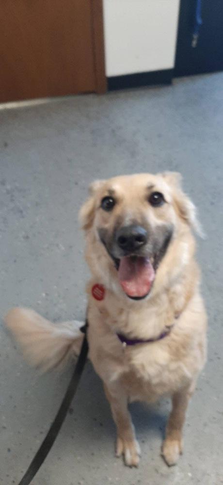 Enlarge Addie, a Adopted mixed breed in Suamico, WI image 4/4