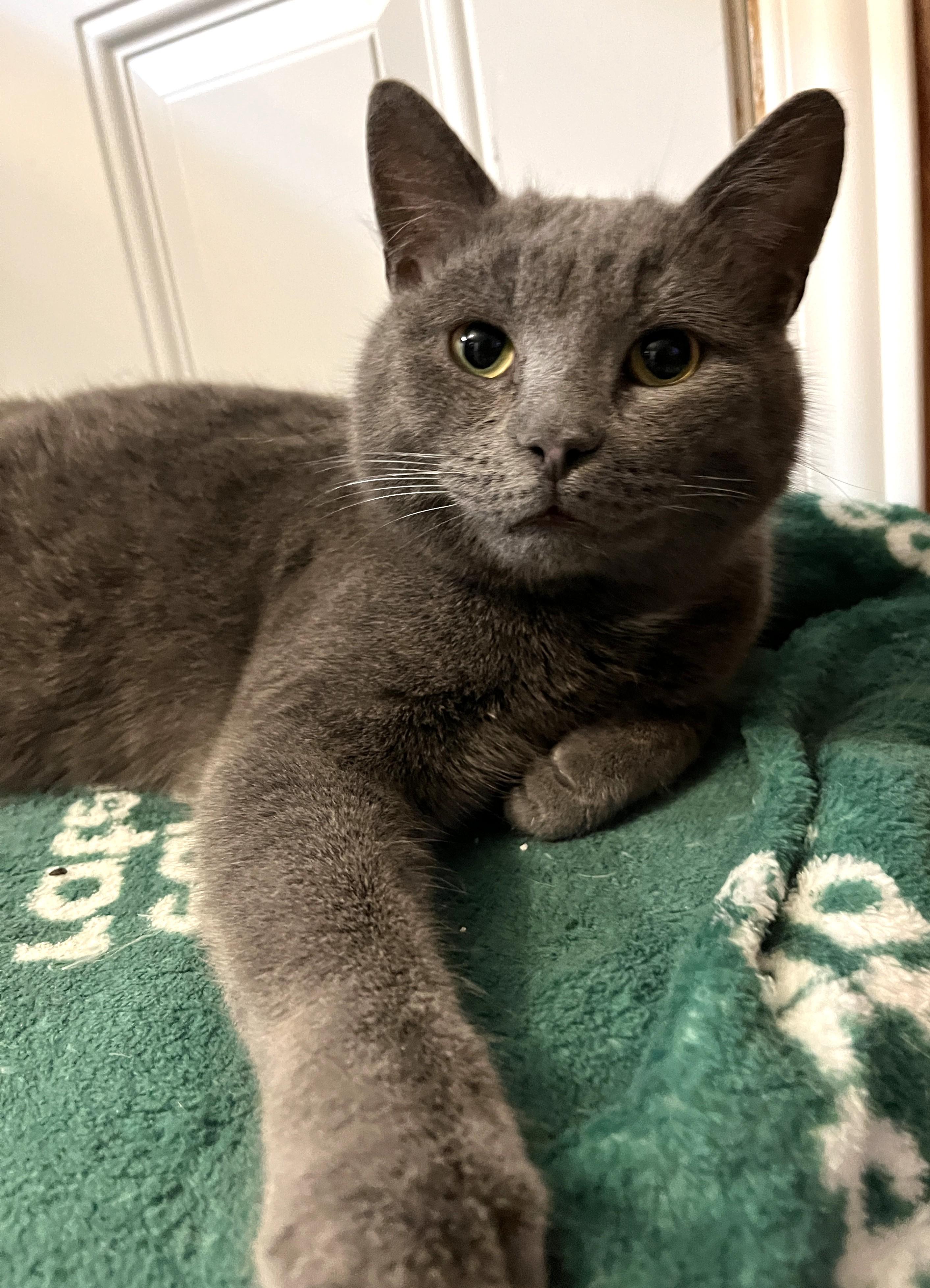 SHERLOCK (CR/SC), Adoptable, Adult Male Domestic Short Hair & Russian Blue.