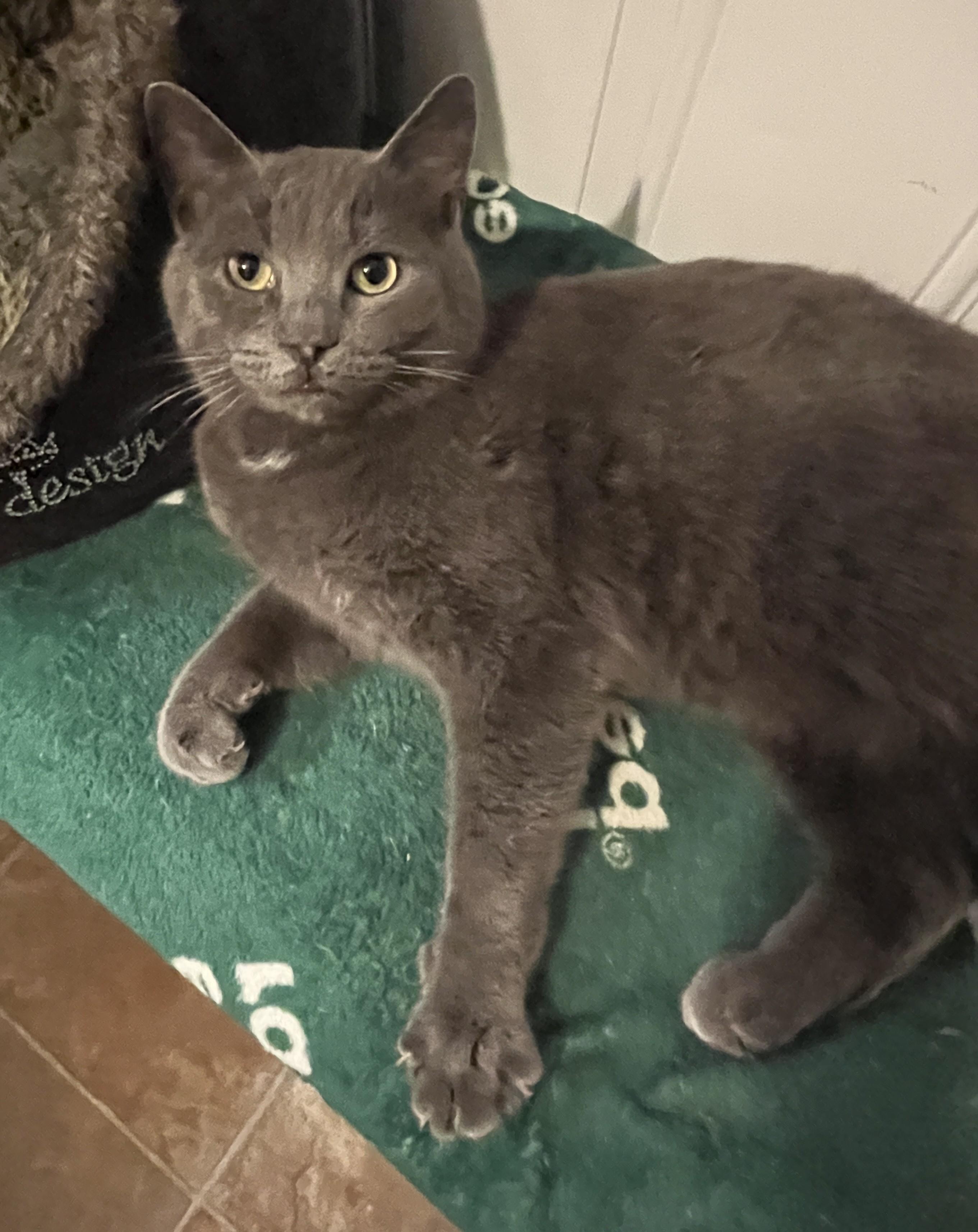 Enlarge SHERLOCK (CR/SC), a Adoptable mixed breed in Sainte-Angele-de-Monnoir, QC image 3/6