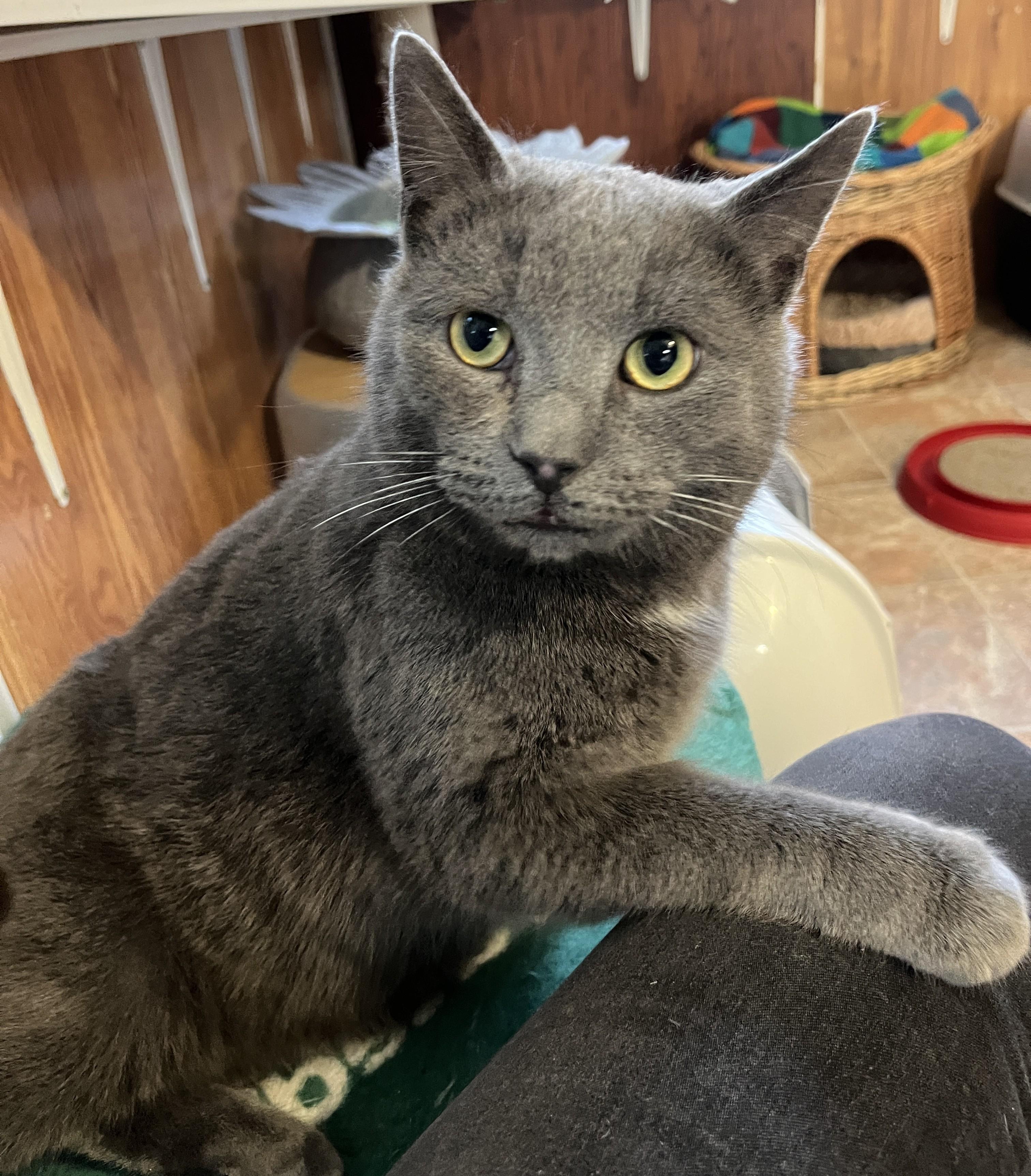 Enlarge SHERLOCK (CR/SC), a Adoptable mixed breed in Sainte-Angele-de-Monnoir, QC image 2/6