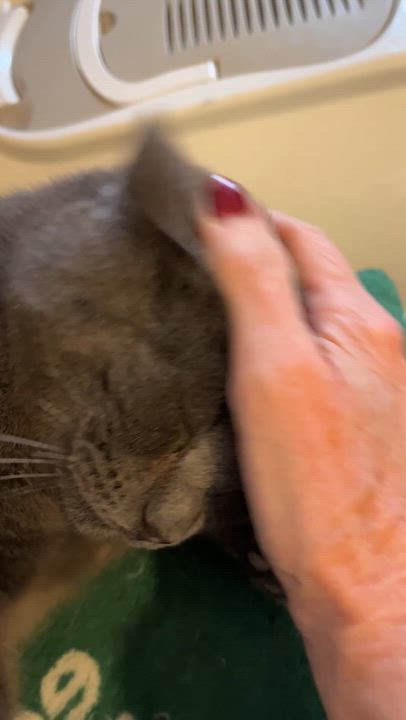 Enlarge SHERLOCK (CR/SC), a Adoptable mixed breed in Sainte-Angele-de-Monnoir, QC video 5/6