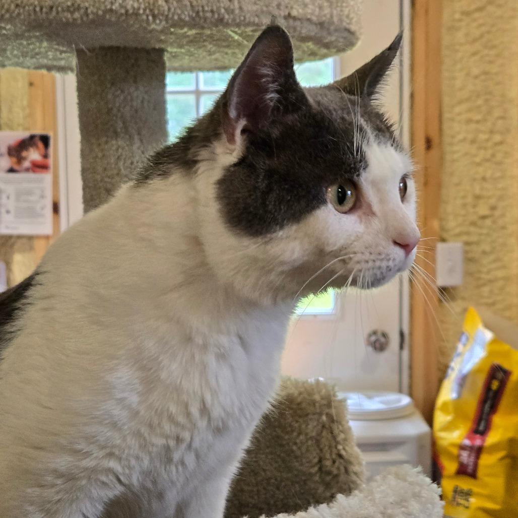 Enlarge Tucker, a Adoptable Domestic Short Hair in Park Falls, WI image 1/2