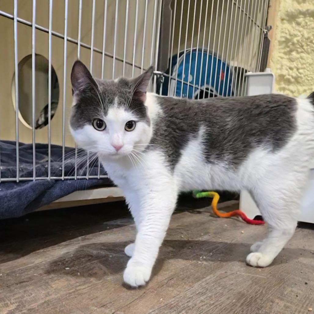 Enlarge Tucker, a Adoptable Domestic Short Hair in Park Falls, WI image 2/2