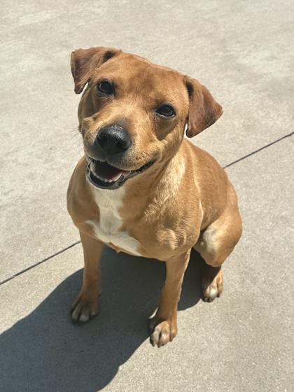 Salsa, Adoptable, Adult Male Terrier & Mixed Breed.
