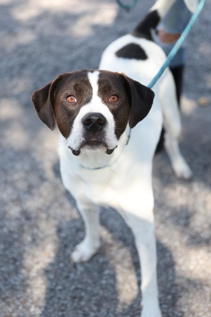 Enlarge Bowie, a Adoptable mixed breed in Dyersburg, TN image 1/6