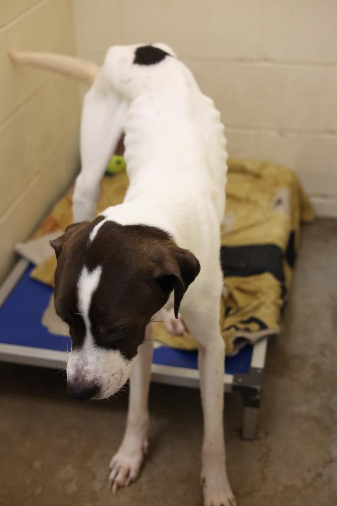 Enlarge Bowie, a Adoptable mixed breed in Dyersburg, TN image 2/6