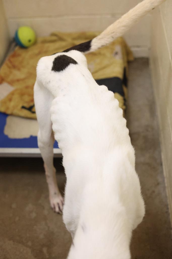 Enlarge Bowie, a Adoptable mixed breed in Dyersburg, TN image 3/6