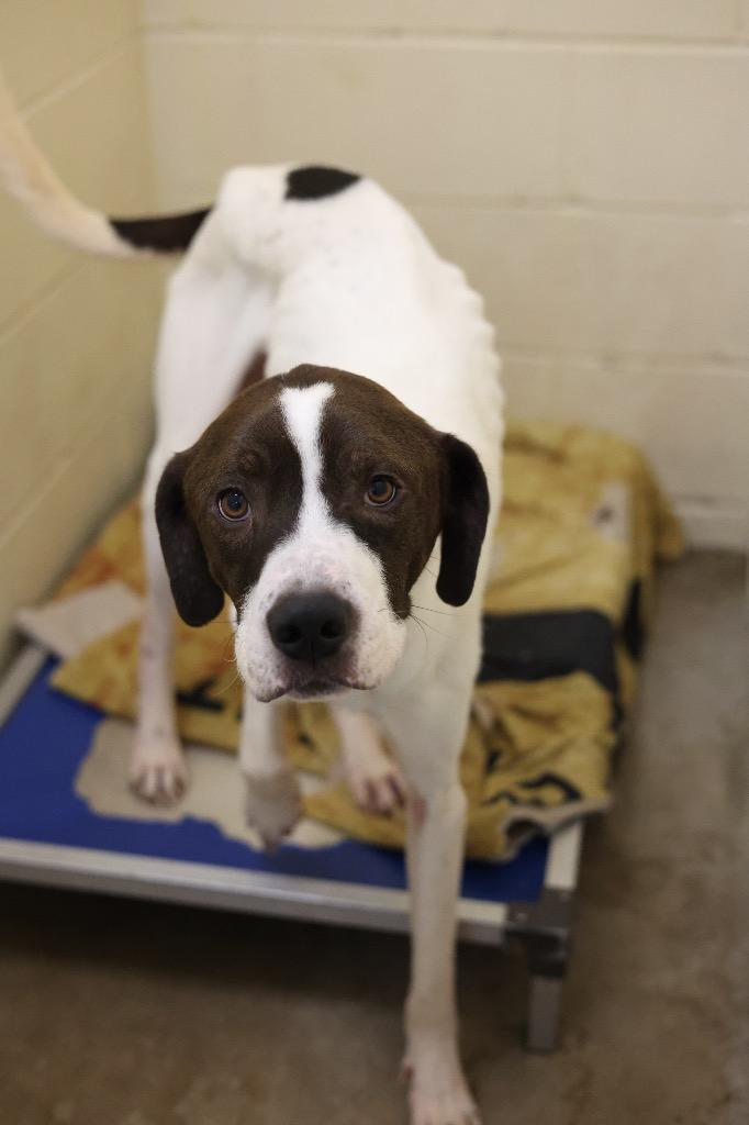 Enlarge Bowie, a Adoptable mixed breed in Dyersburg, TN image 4/6