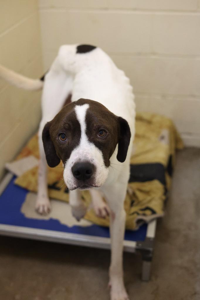 Enlarge Bowie, a Adoptable mixed breed in Dyersburg, TN image 5/6