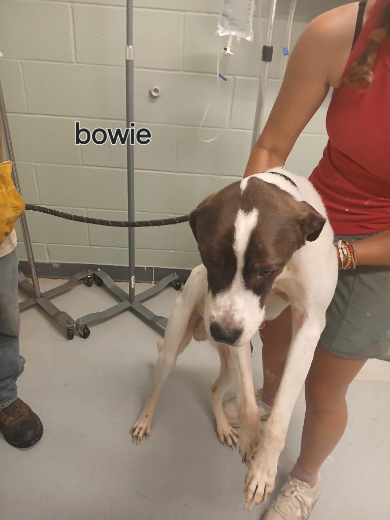 Enlarge Bowie, a Adoptable mixed breed in Dyersburg, TN image 6/6