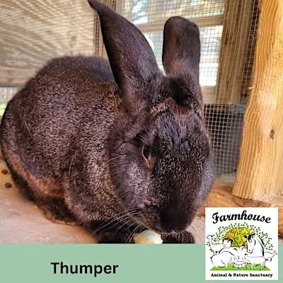 Thumper, Adopted, Adult Male Flemish Giant.
