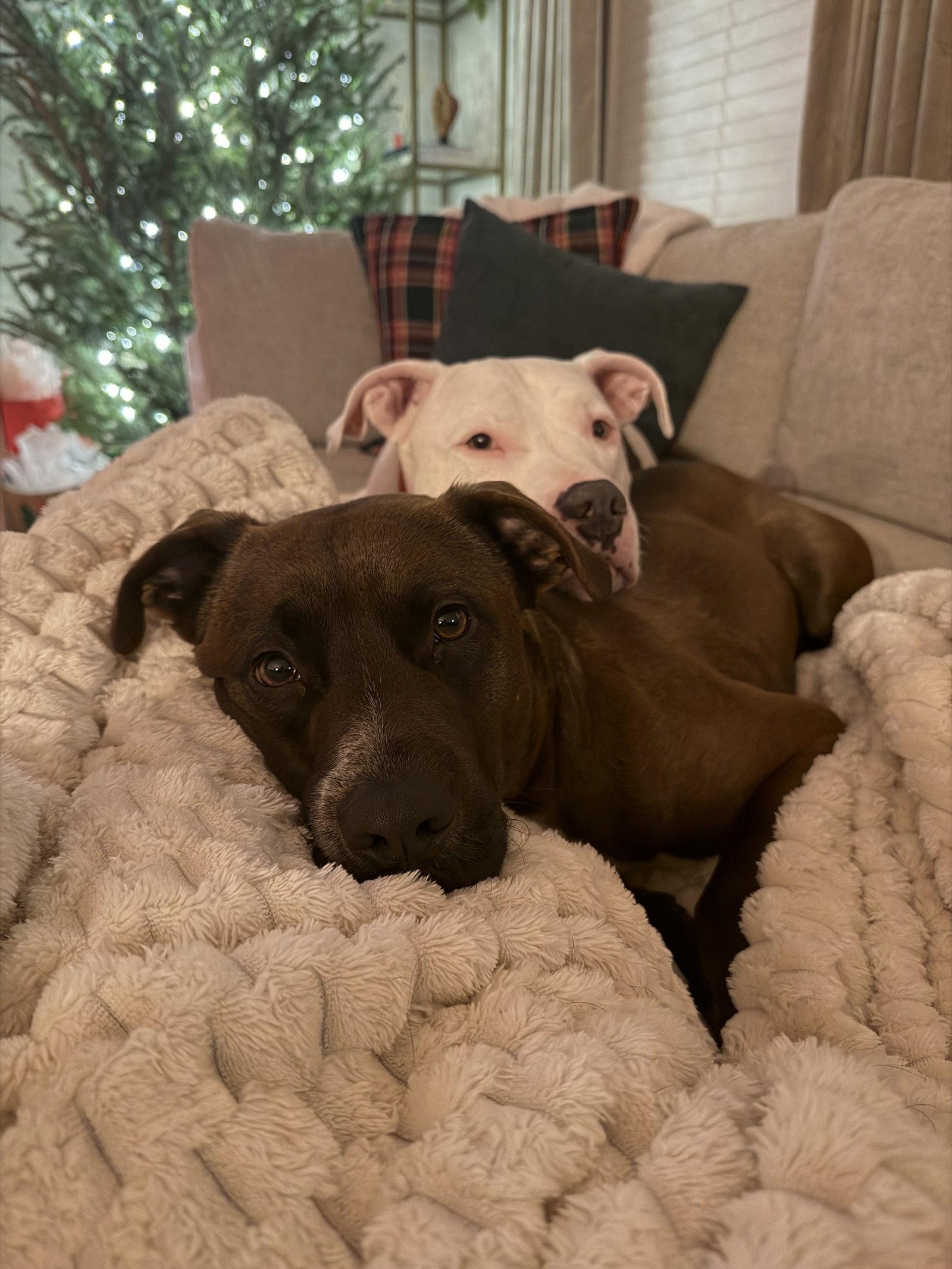 Finn (Jamon), Adoptable, Adult Male Pit Bull Terrier.