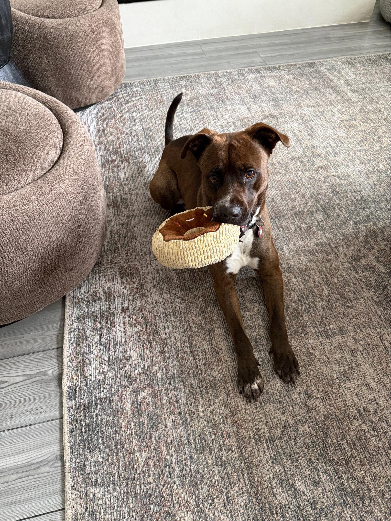 Finn (Jamon), a Adoptable Pit Bull Terrier in Nashville, TN image 2/3