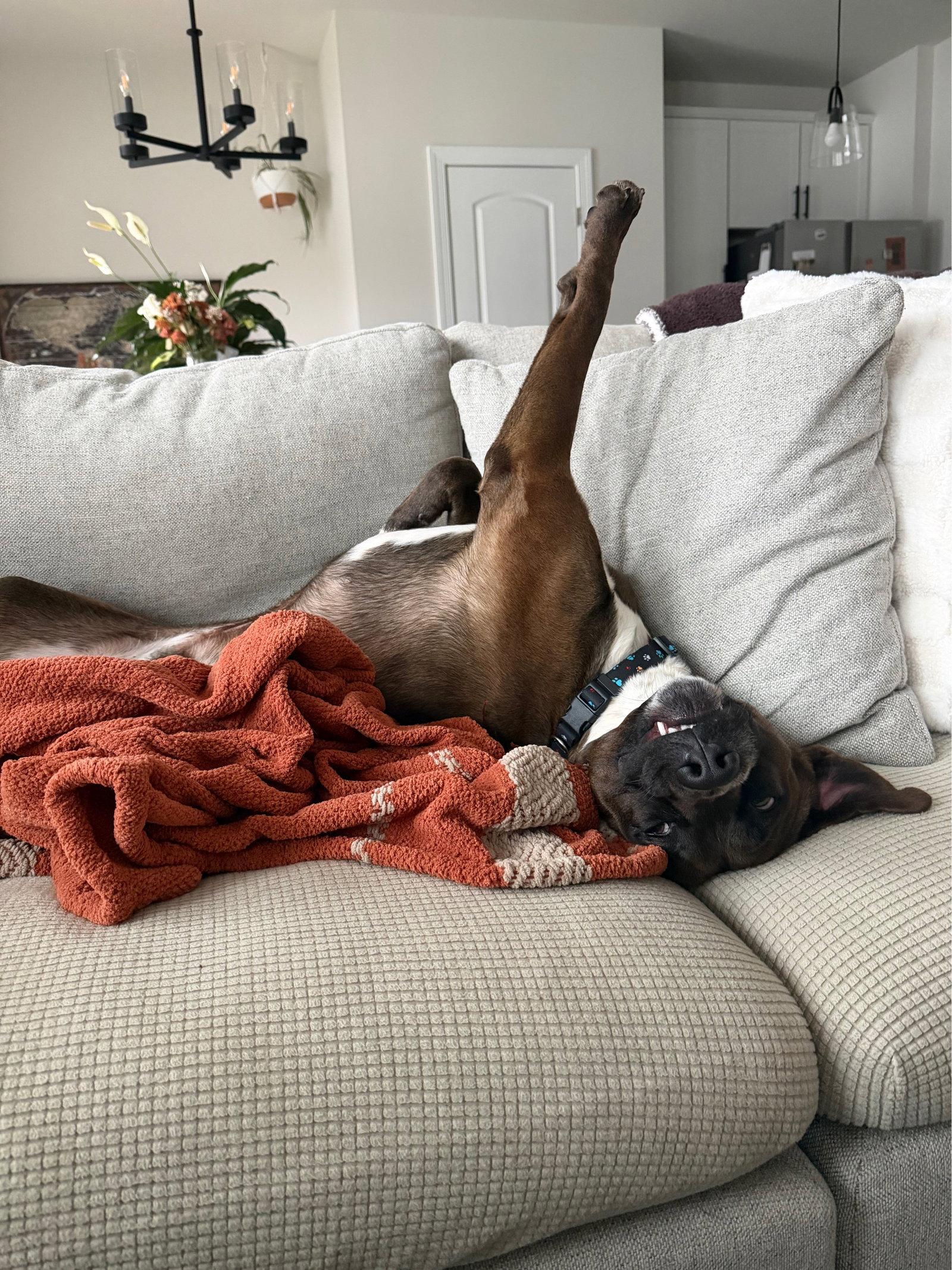 Finn (Jamon), a Adoptable Pit Bull Terrier in Nashville, TN image 3/3