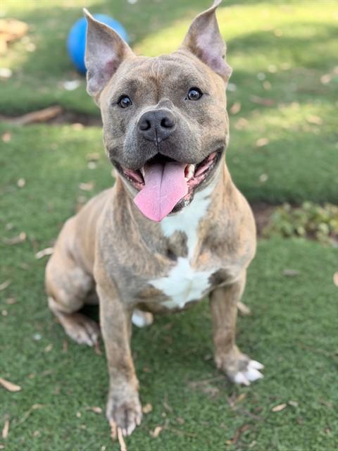 Enlarge STACKS, a Adoptable mixed breed in Fremont, CA image 1/1