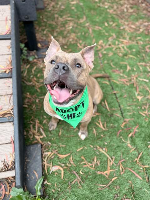 STACKS, Adoptable, Young Male American Bulldog & Pit Bull Terrier.