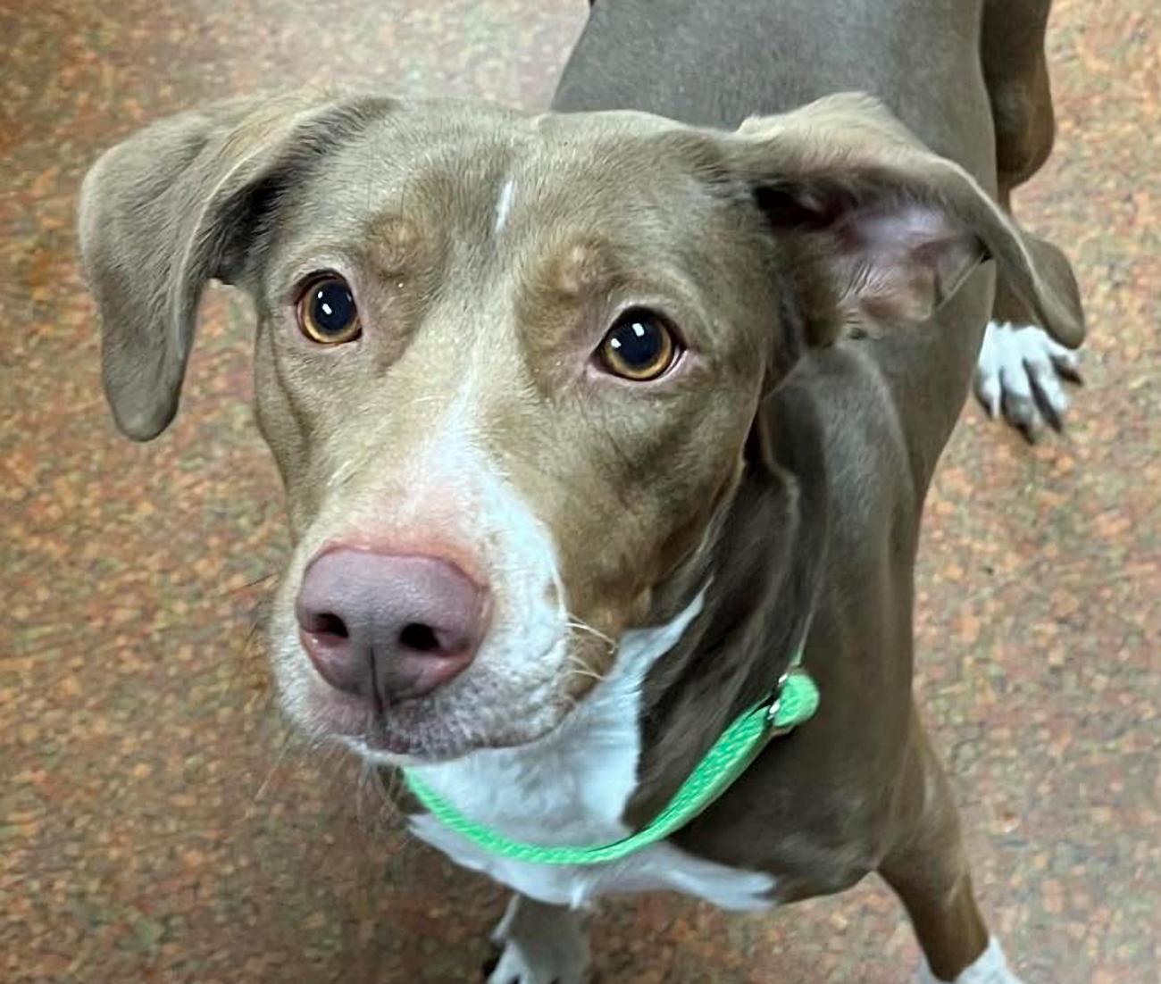 Tootsie, ADOPTABLE, Adult Female Hound.