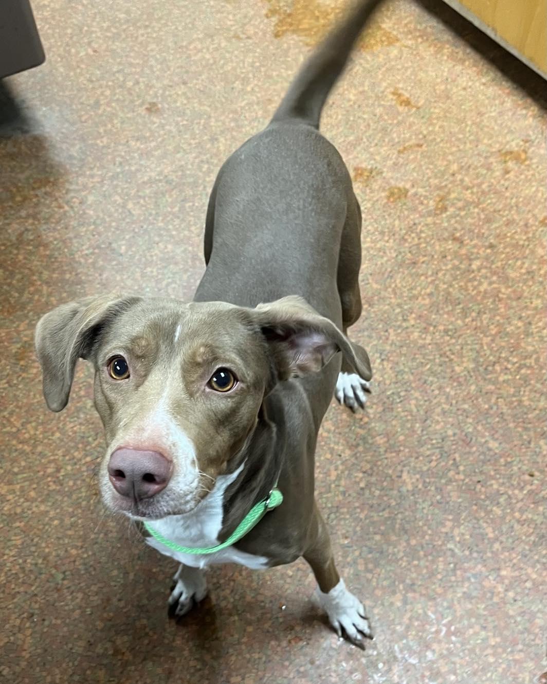 Tootsie, a ADOPTABLE mixed breed in Euclid, OH image 2/2