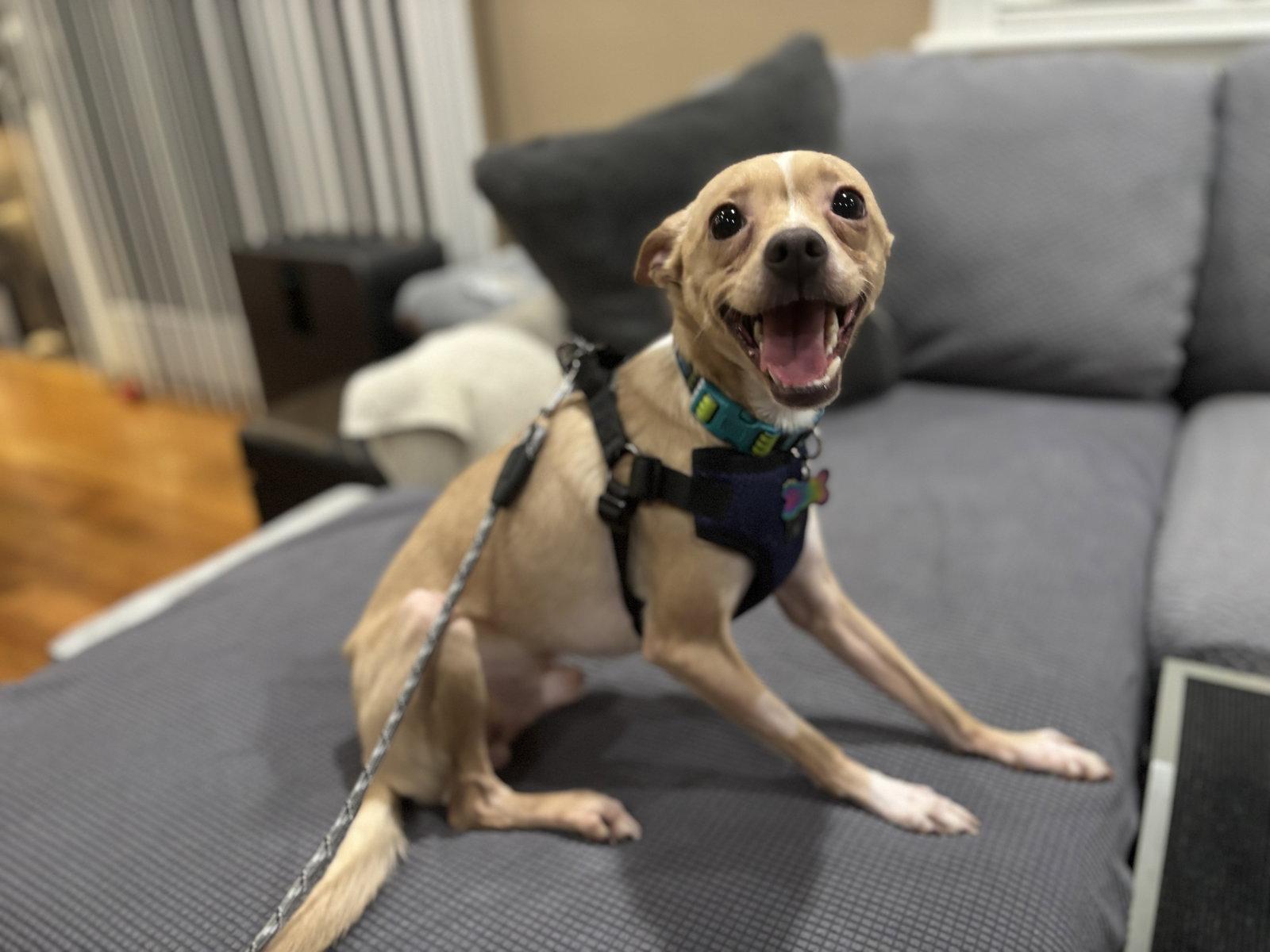 Atti Joey, Adopted, Adult Male Chihuahua & Terrier.