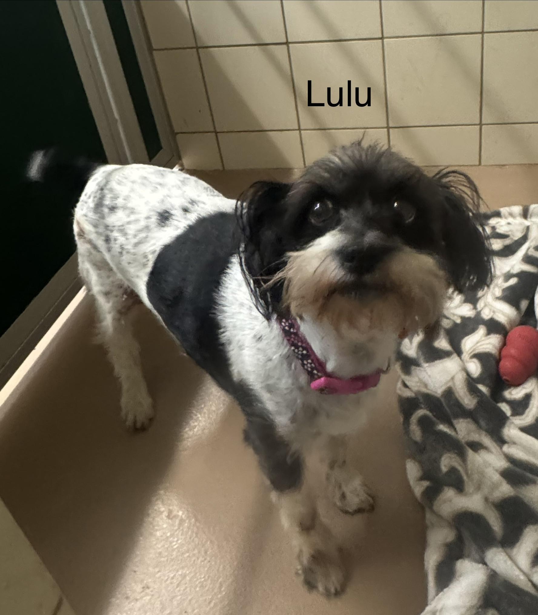 Lulu, adopted, Adult Female Shih Tzu.
