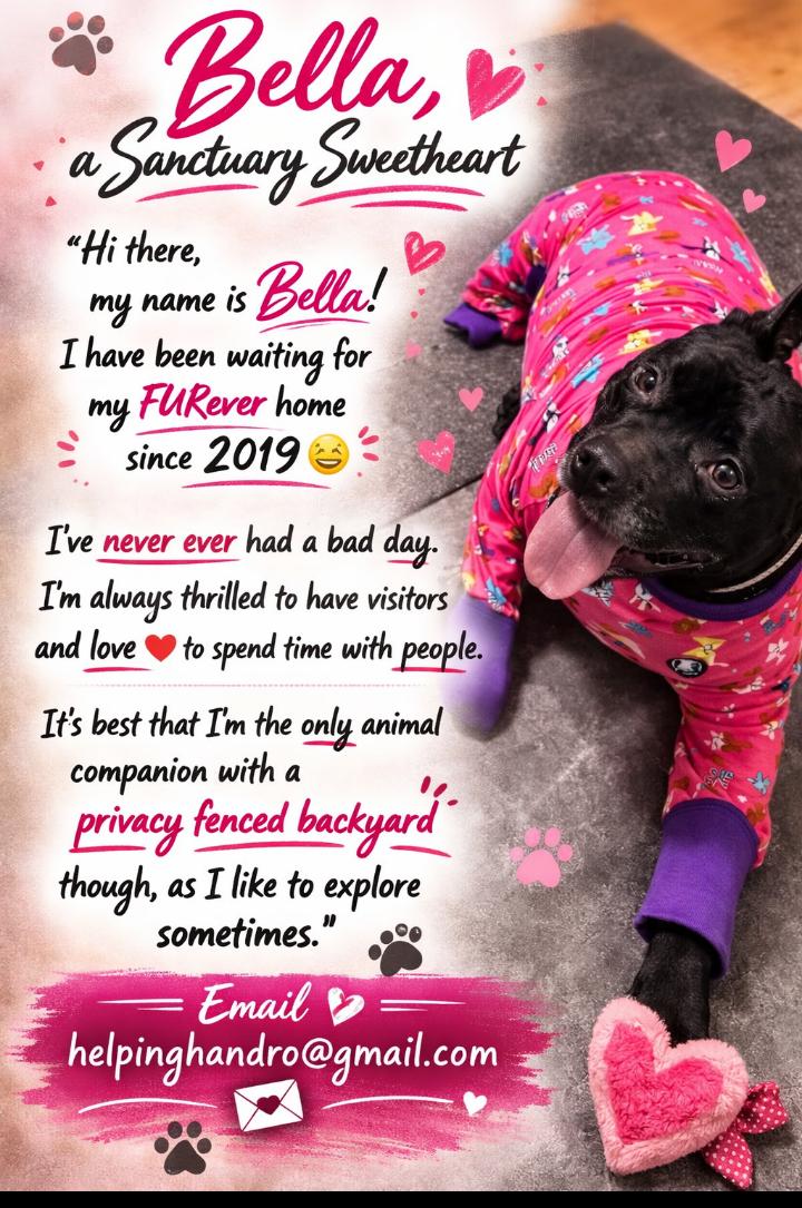 Enlarge Bella, a ADOPTABLE mixed breed in Omaha, NE image 1/1