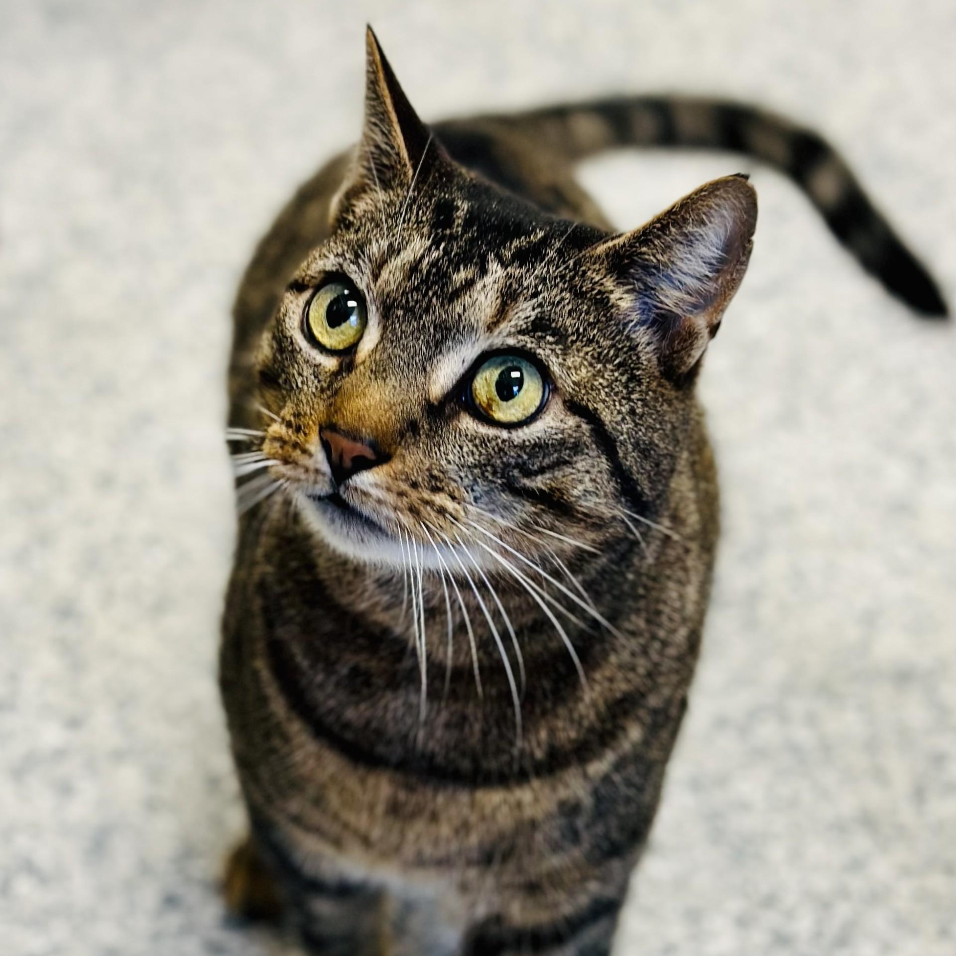 Enlarge Oliver , an adoptable Domestic Short Hair in Manahawkin, NJ image 2/2