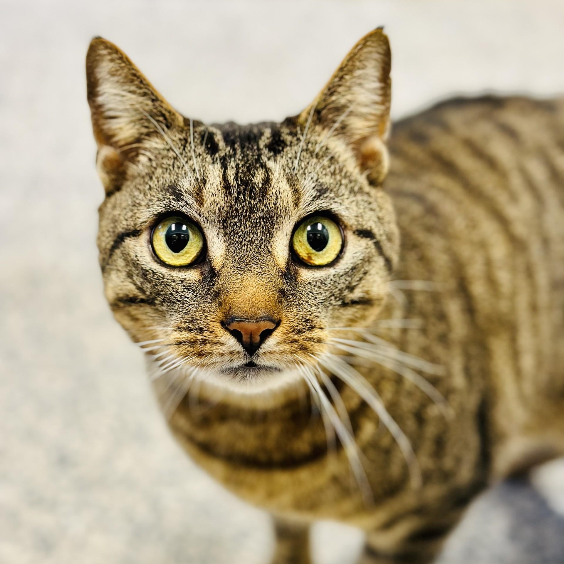 Enlarge Oliver , an adoptable Domestic Short Hair in Manahawkin, NJ image 1/2