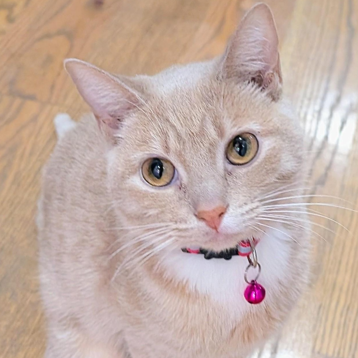 Blossom, ADOPTABLE, Young Female Tabby.