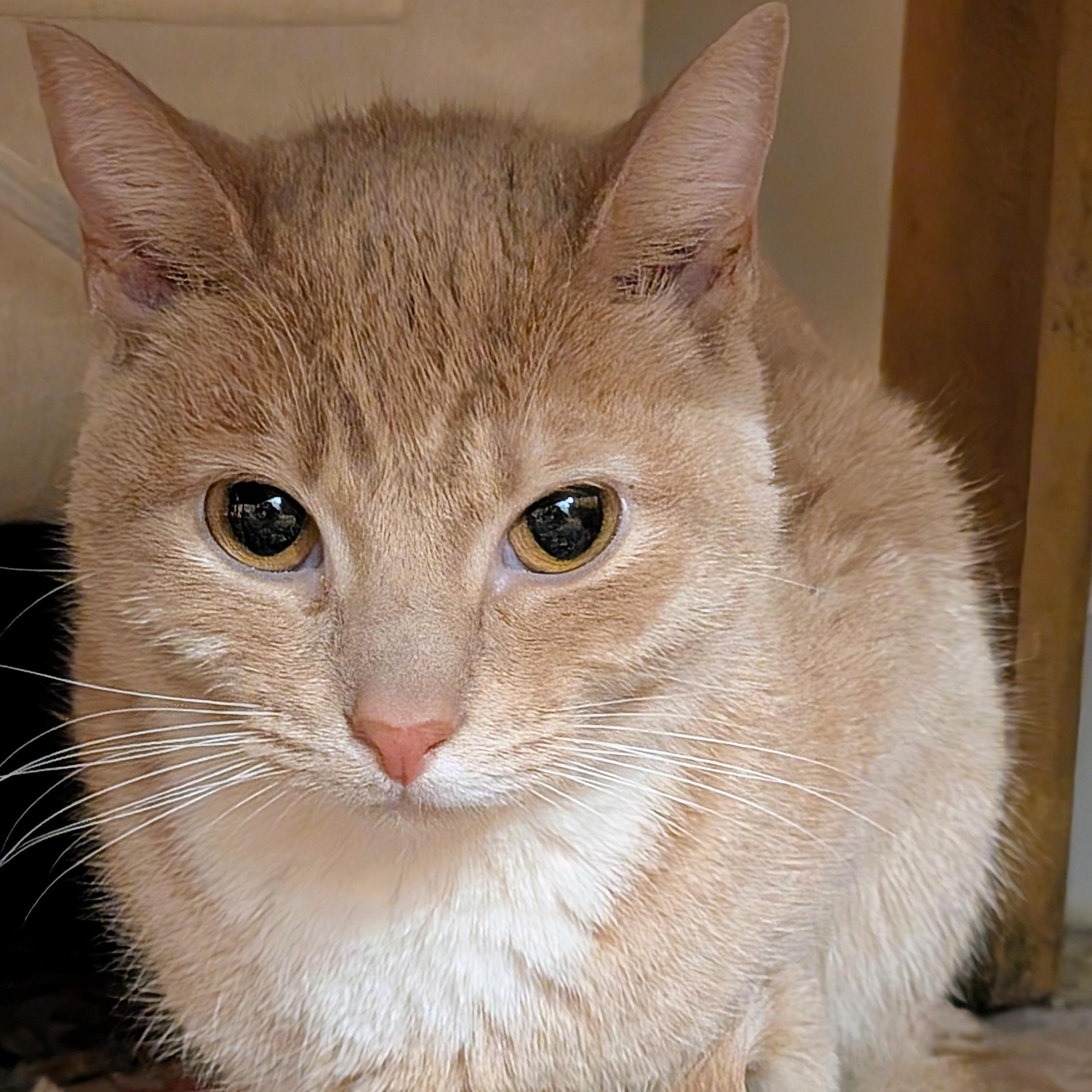 Enlarge Blossom, a ADOPTABLE Tabby in New York, NY image 4/6