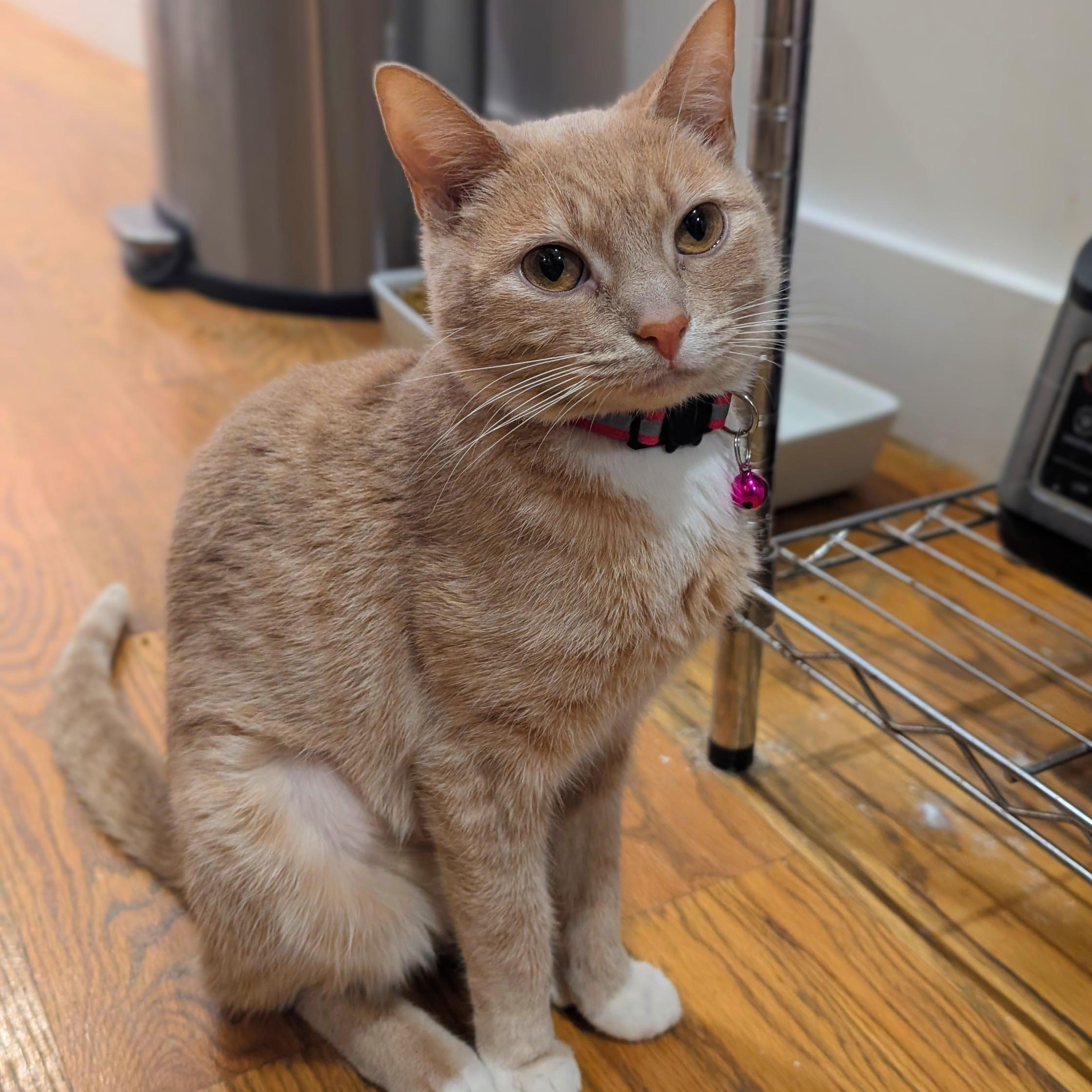 Enlarge Blossom, a ADOPTABLE Tabby in New York, NY image 6/6