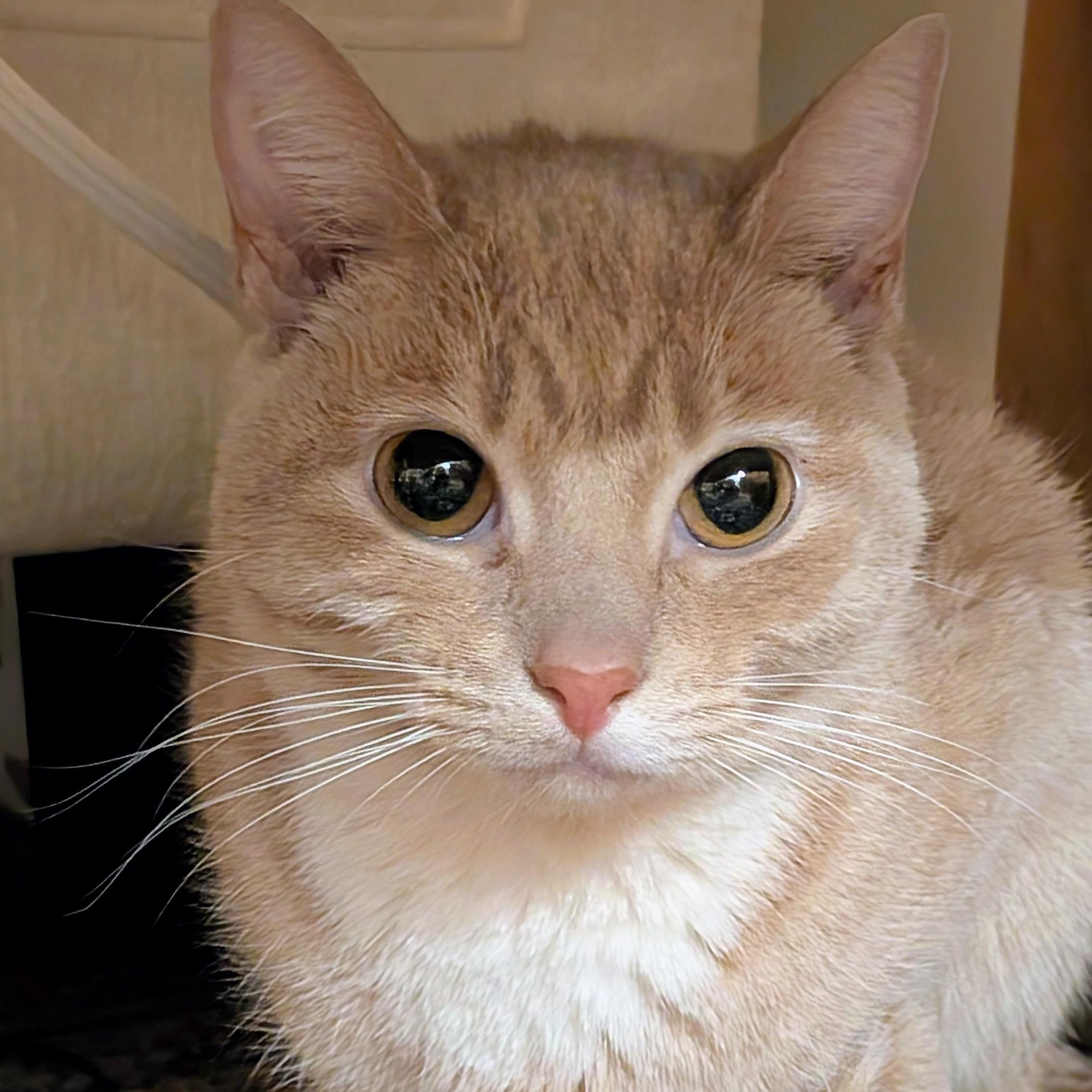 Enlarge Blossom, a ADOPTABLE Tabby in New York, NY image 5/6