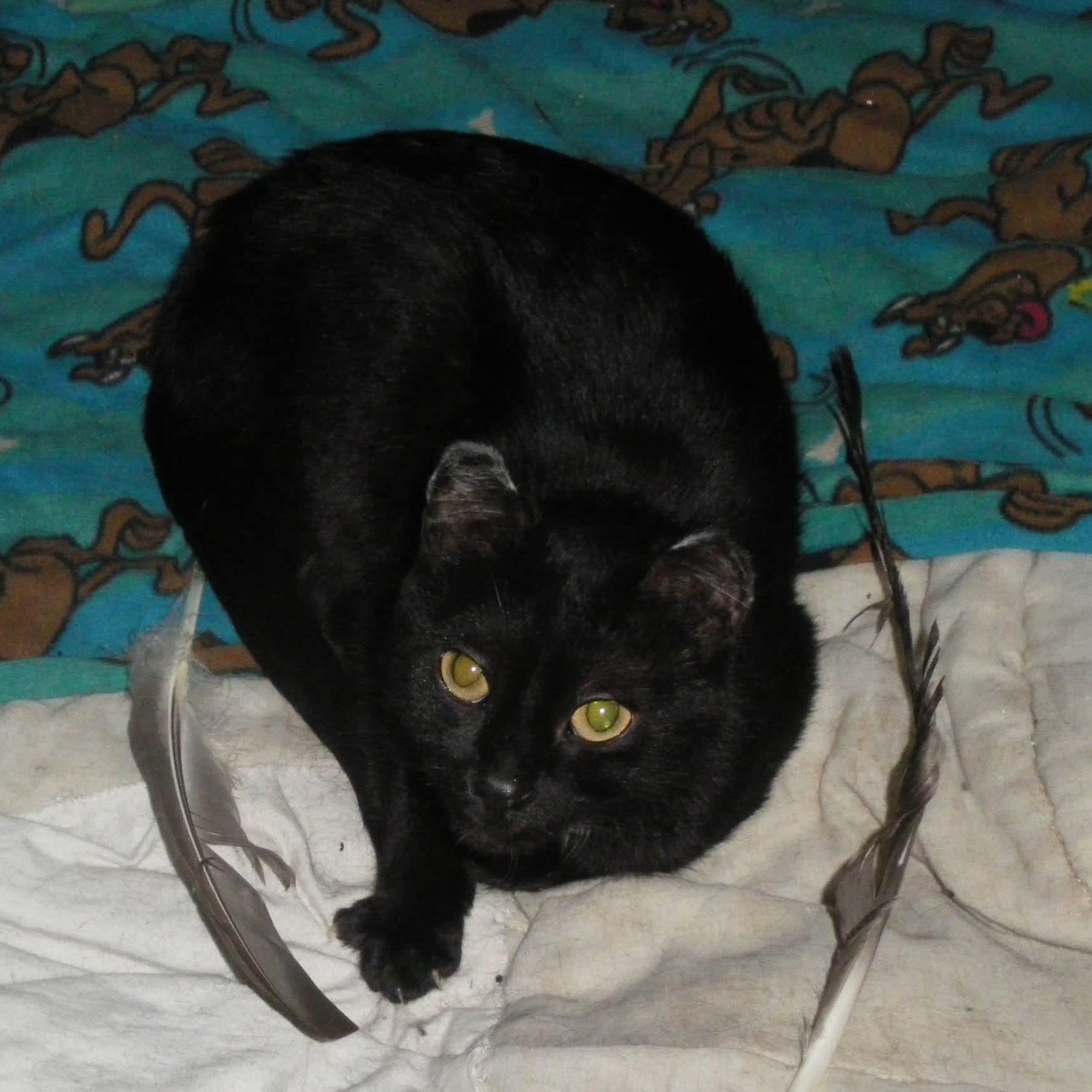 Enlarge Missy, a Adoptable Domestic Short Hair in Winnipeg, MB image 2/4