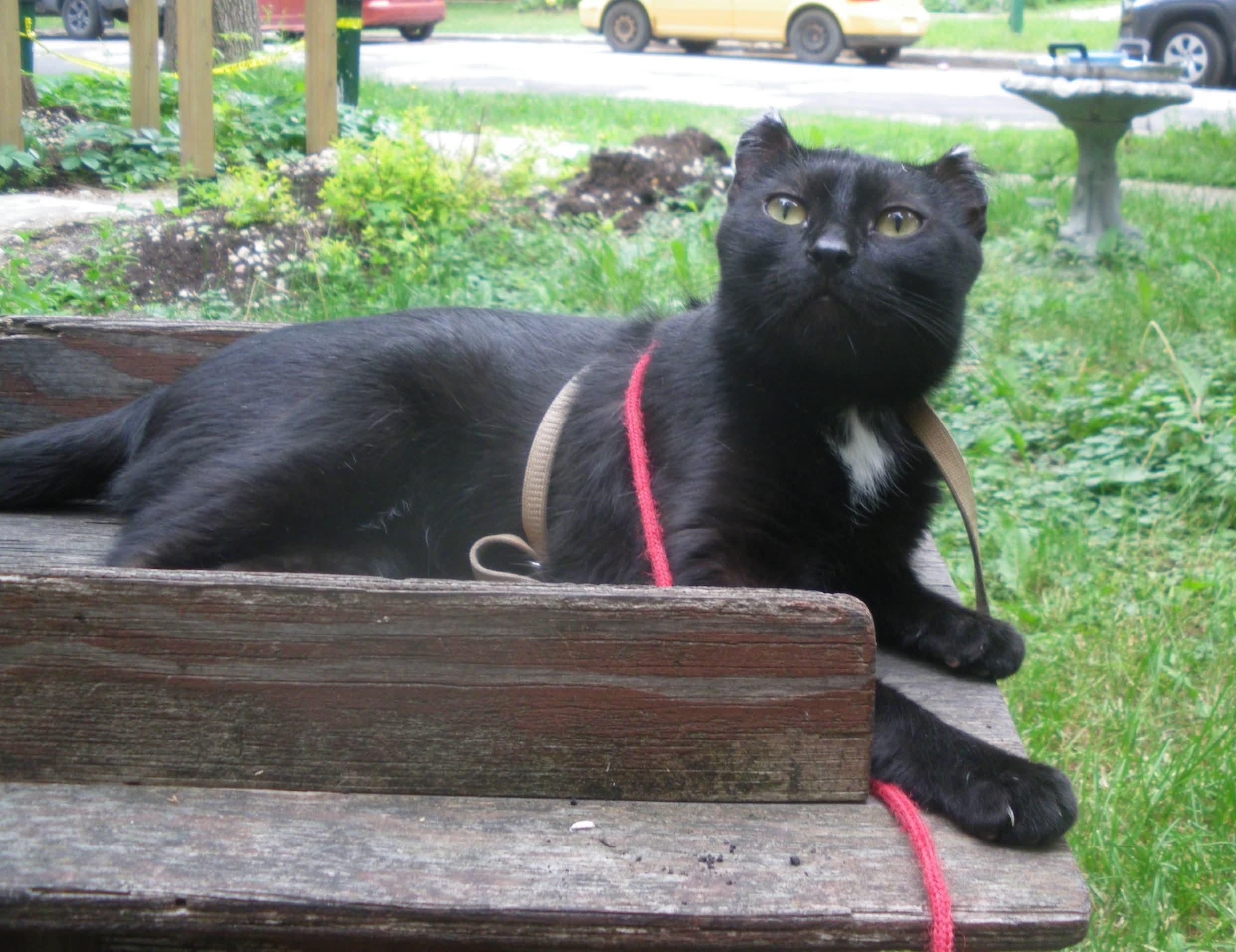 Enlarge Missy, a Adoptable Domestic Short Hair in Winnipeg, MB image 3/4