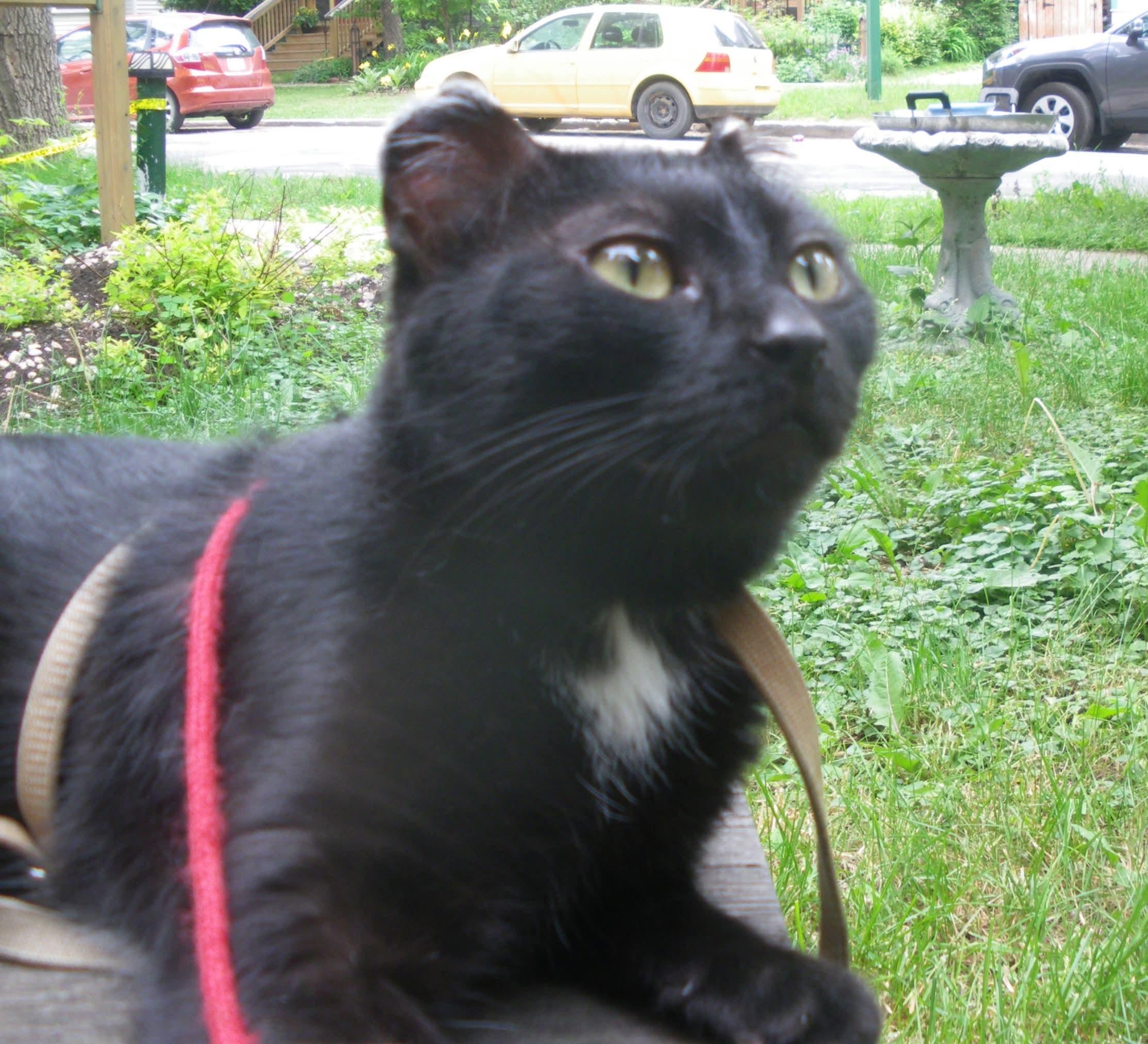 Enlarge Missy, a Adoptable Domestic Short Hair in Winnipeg, MB image 4/4