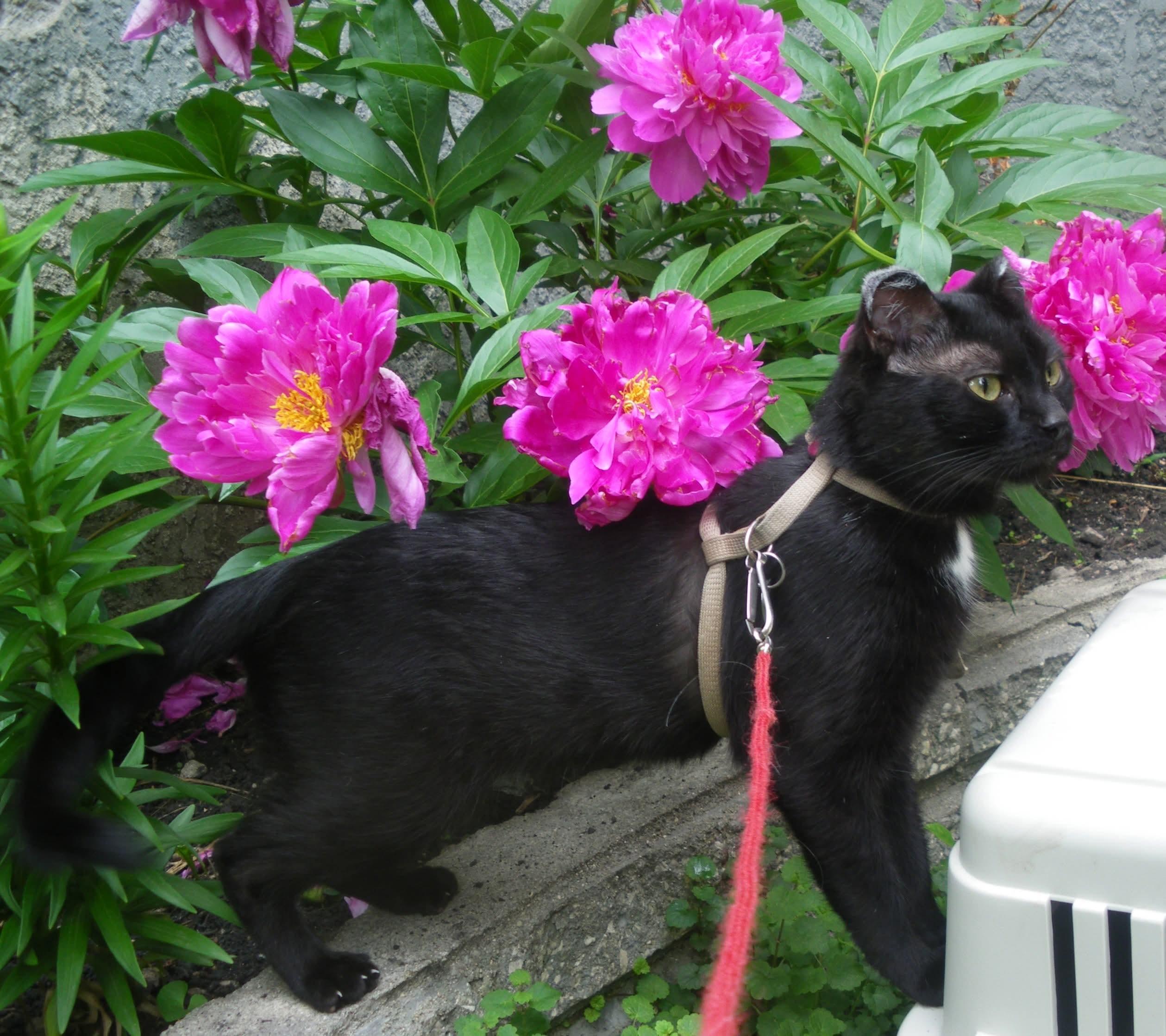 Missy, Adoptable, Adult Female Domestic Short Hair.