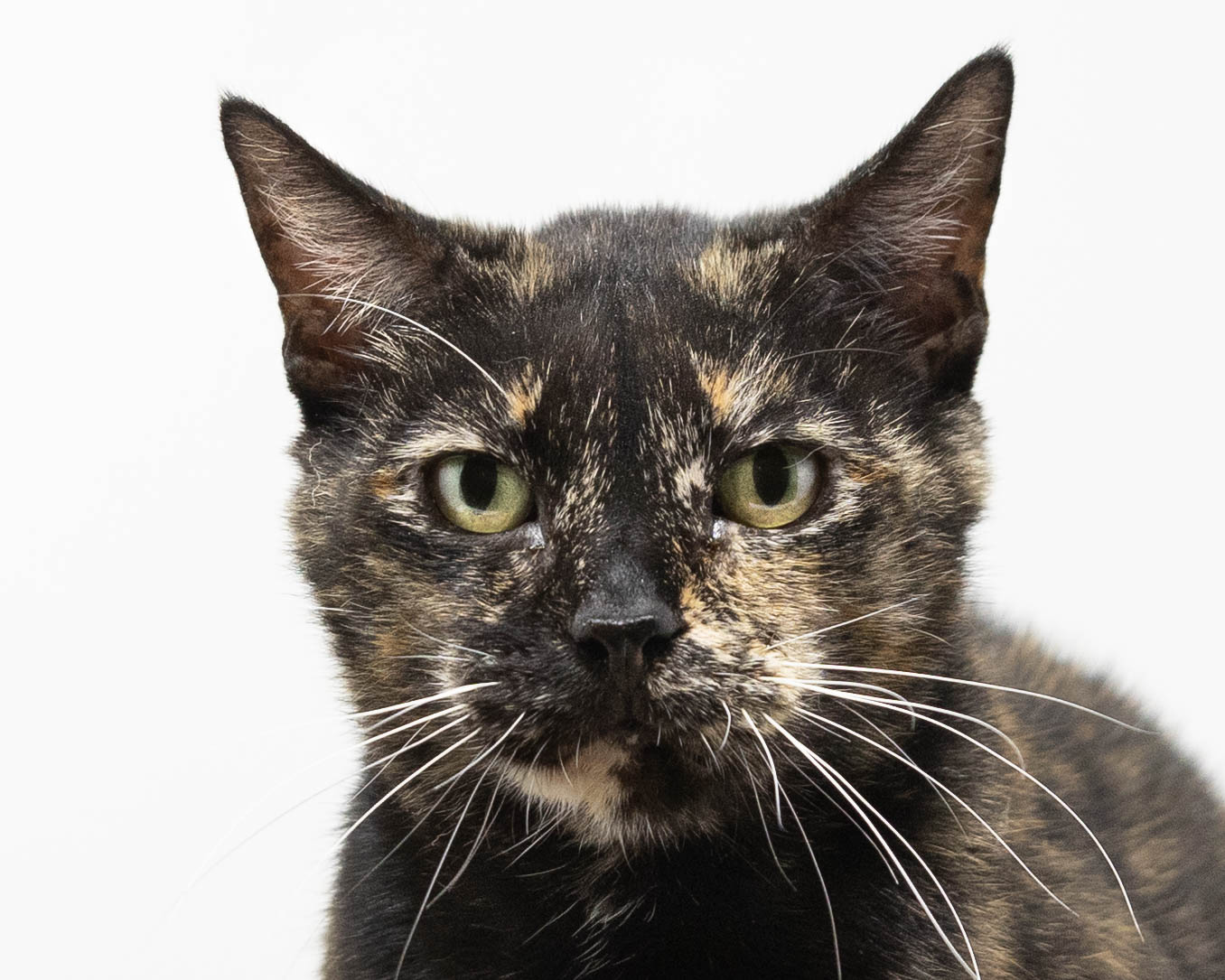 Nadia, a Adoptable Tortoiseshell in Fort Worth, TX image 6/6