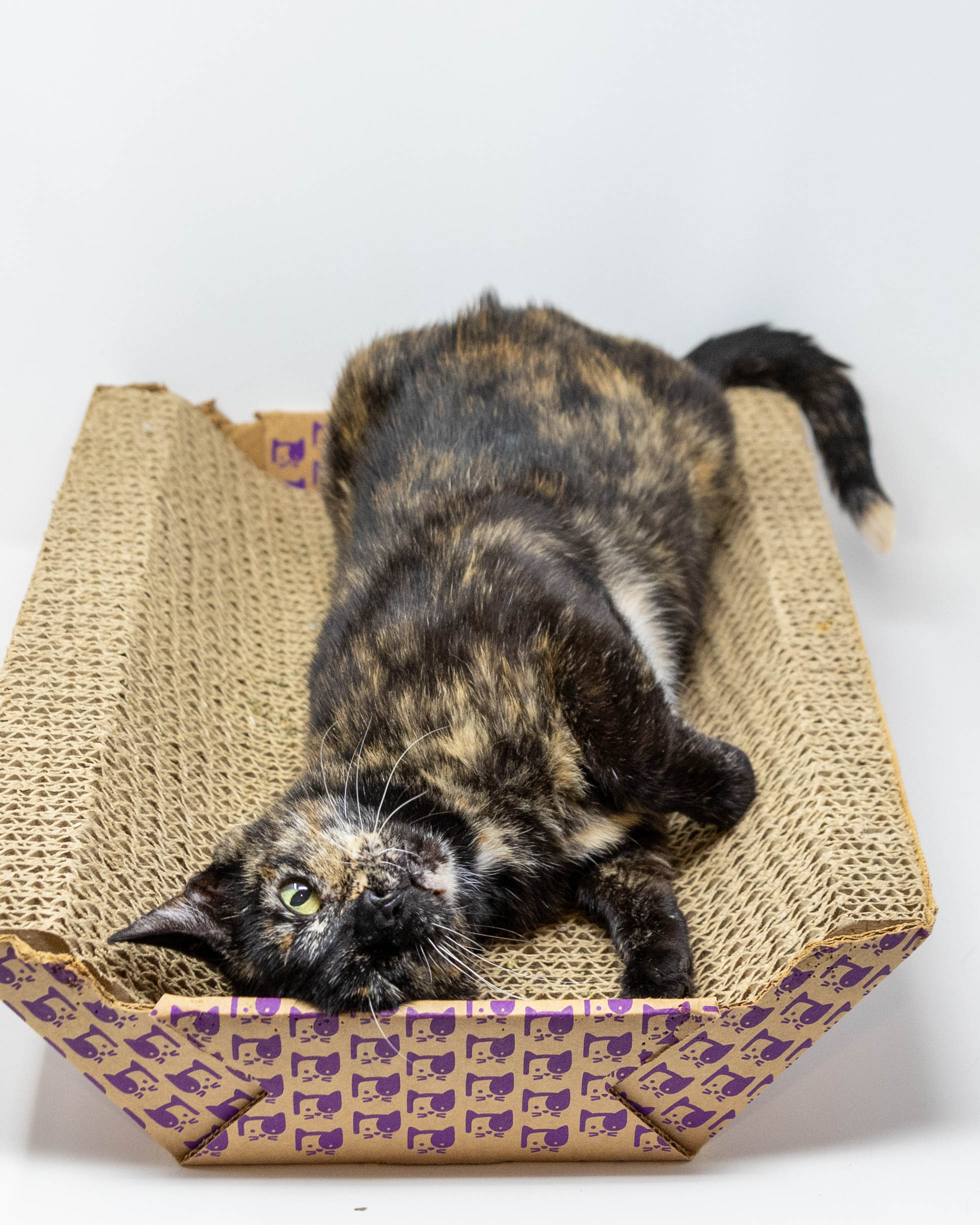 Nadia, Adoptable, Senior Female Tortoiseshell.