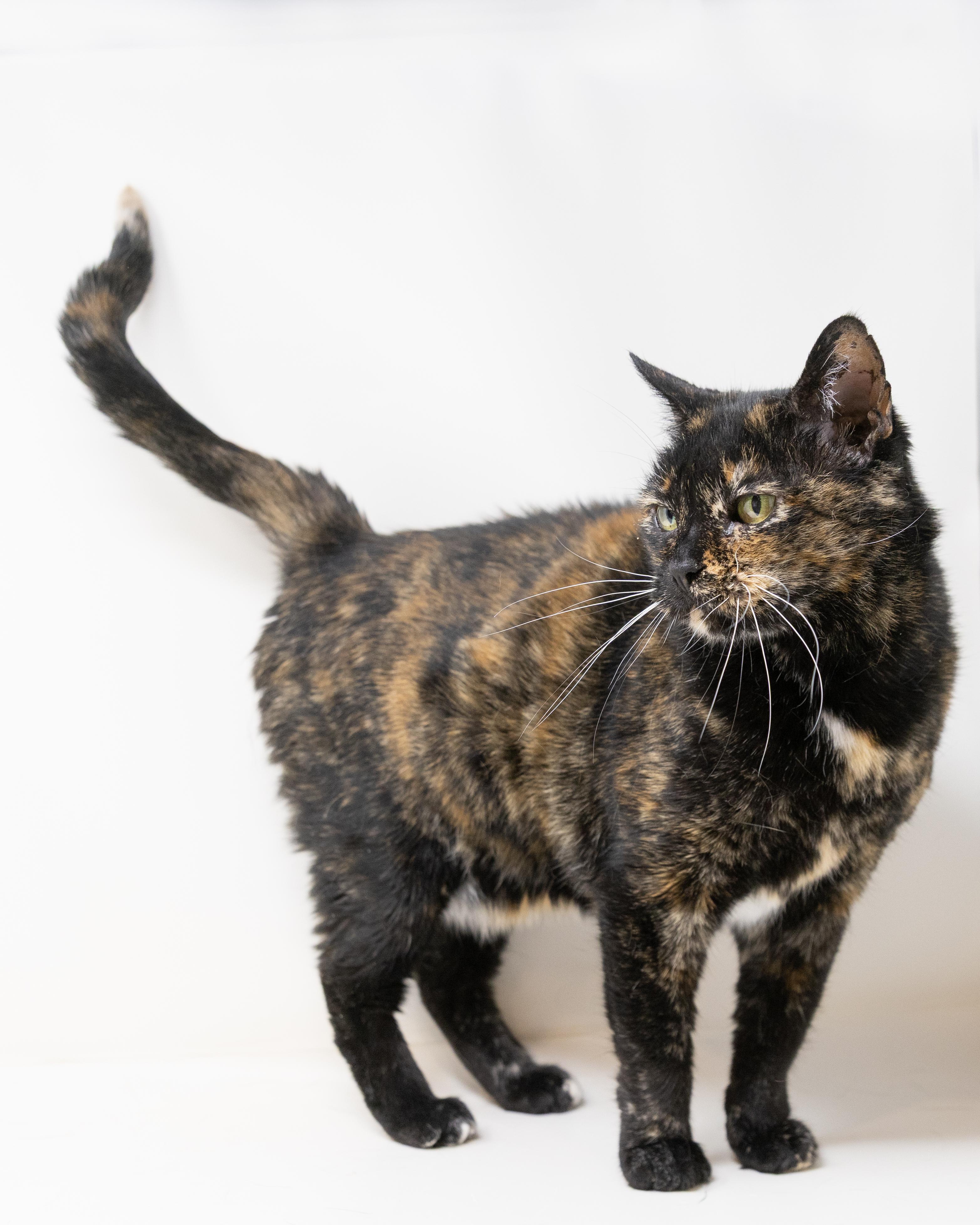Nadia, a Adoptable Tortoiseshell in Fort Worth, TX image 1/6