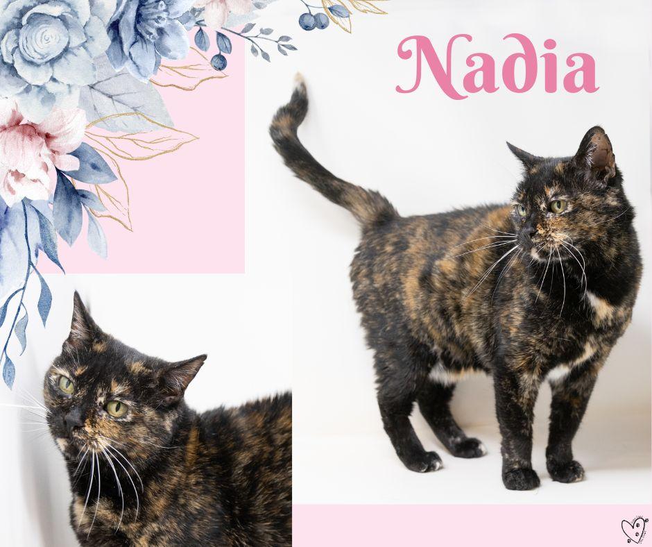 Nadia, a Adoptable Tortoiseshell in Fort Worth, TX image 2/6
