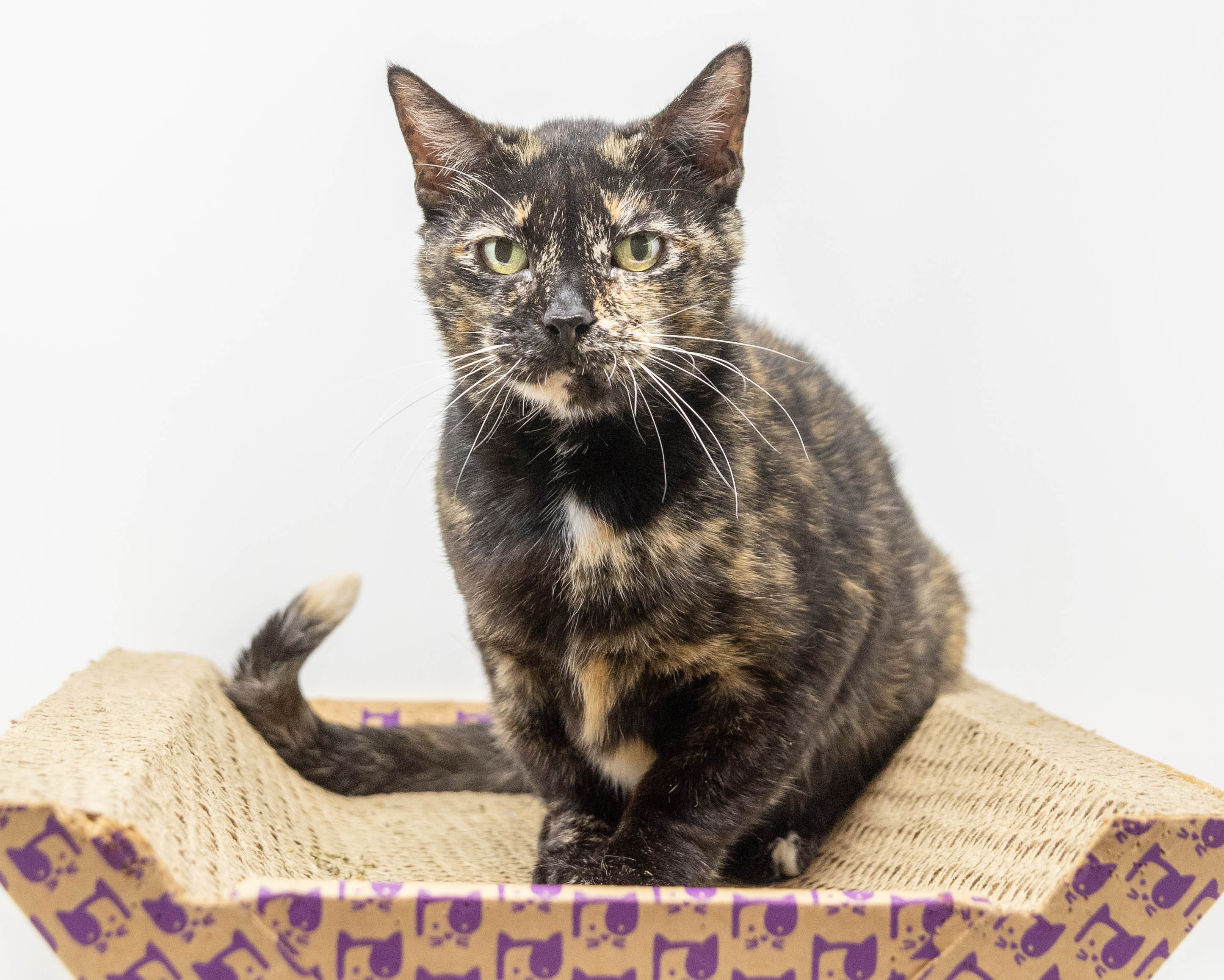 Nadia, a Adoptable Tortoiseshell in Fort Worth, TX image 5/6