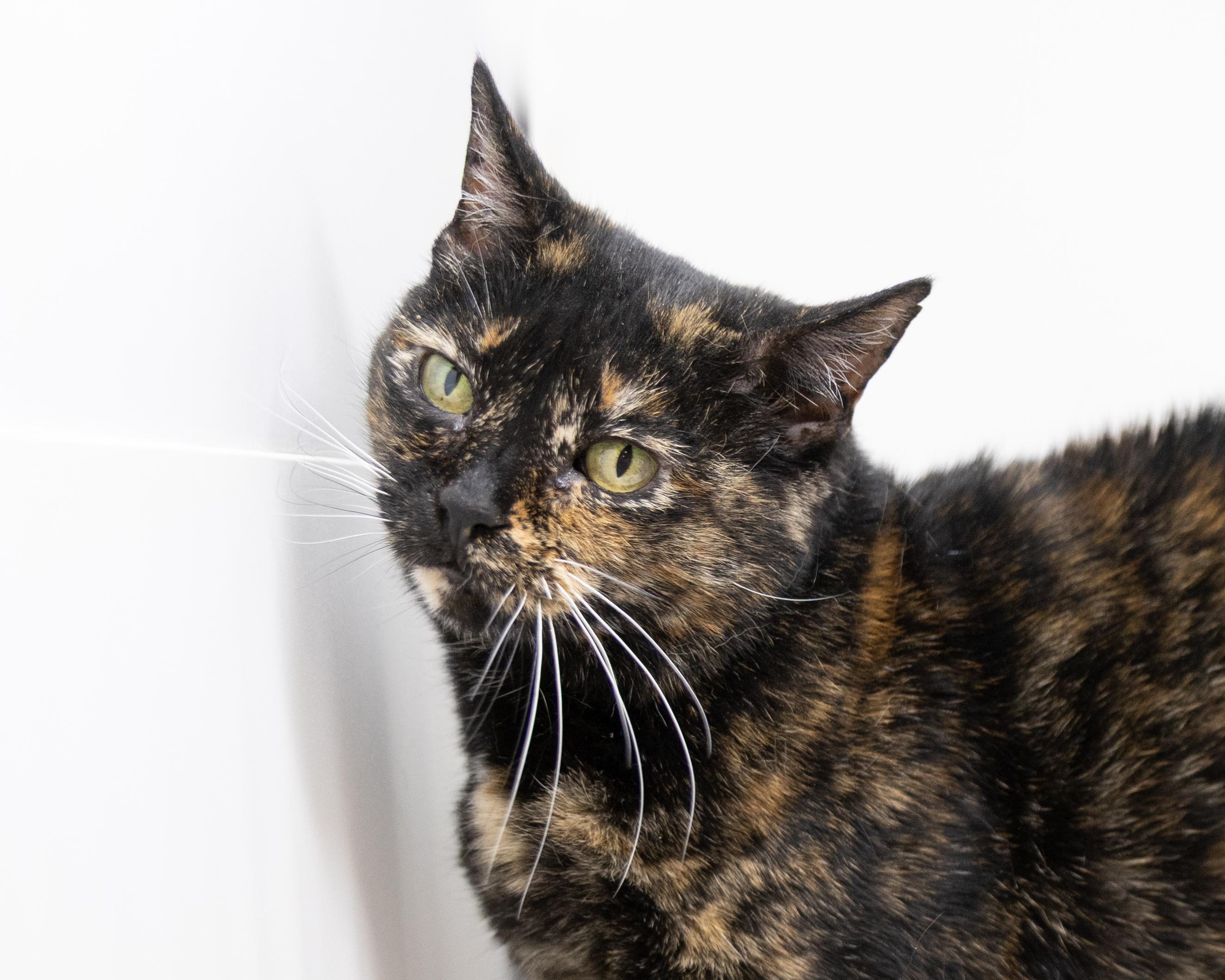 Nadia, a Adoptable Tortoiseshell in Fort Worth, TX image 3/6