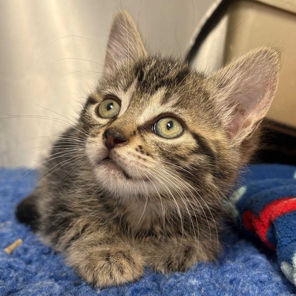 Enlarge 26-92 Ryde, a Adoptable Domestic Short Hair in North Branford, CT image 1/1