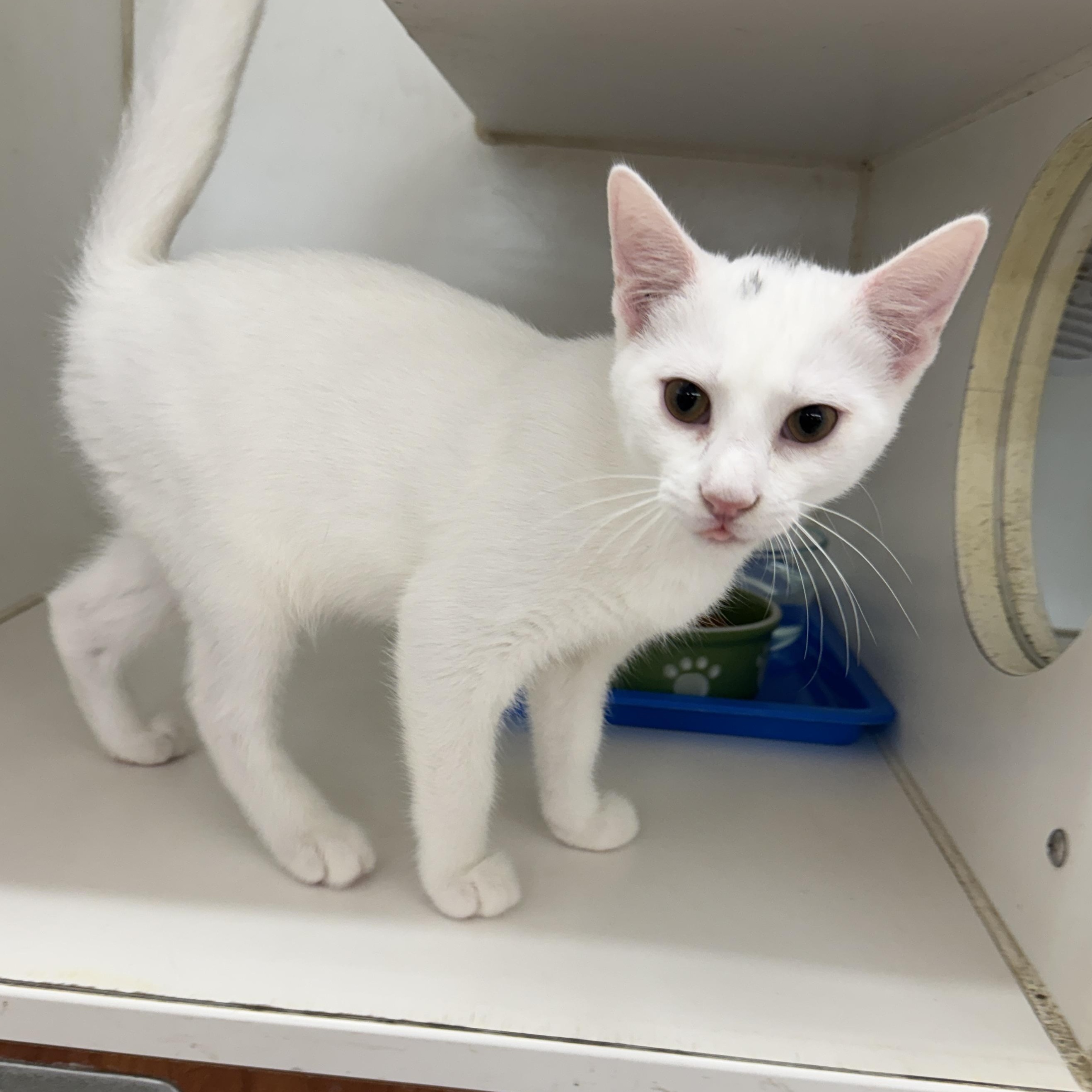 Enlarge River, a Adopted Domestic Short Hair in Breese, IL image 1/3