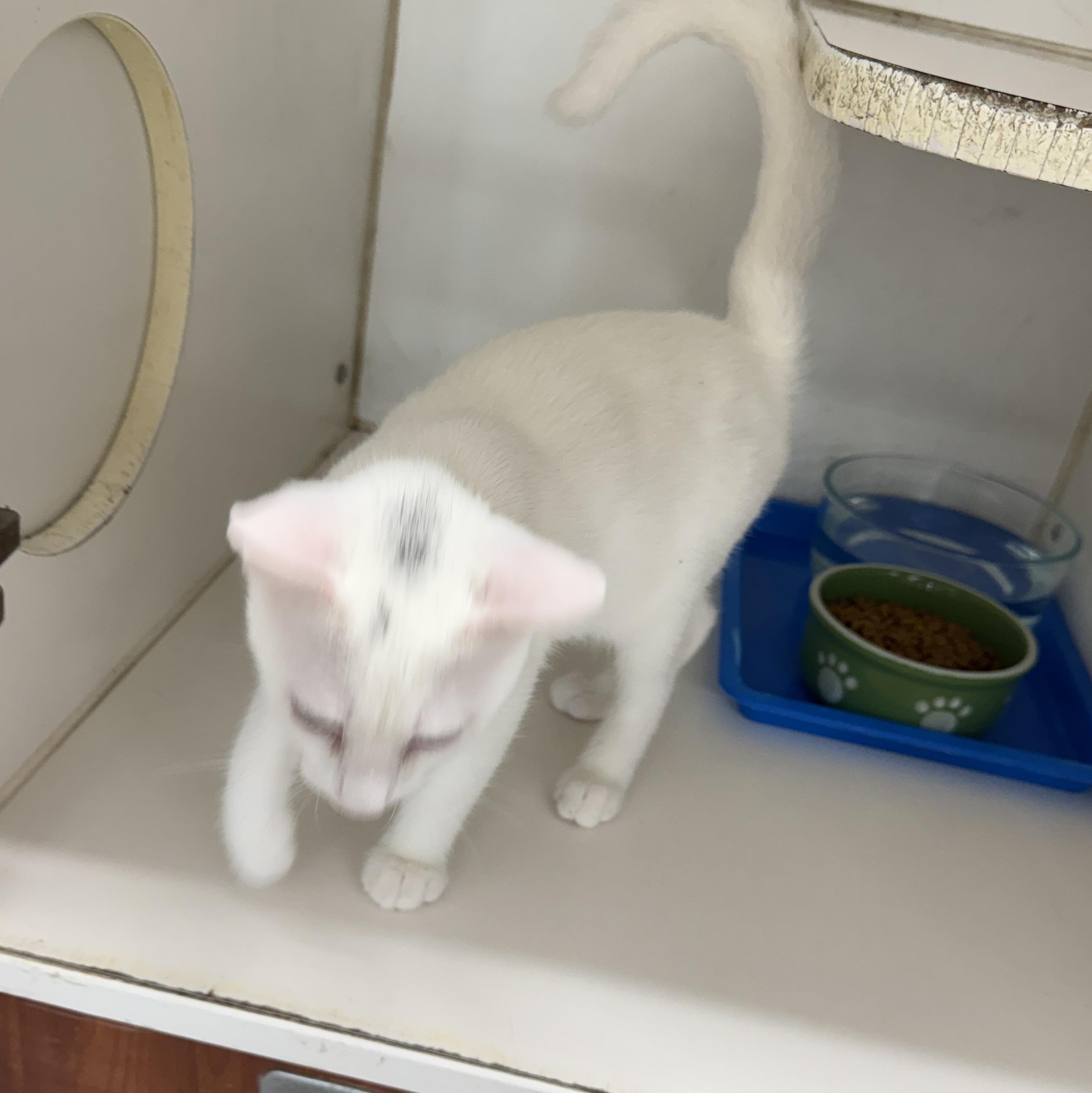 Enlarge River, a Adopted Domestic Short Hair in Breese, IL image 2/3