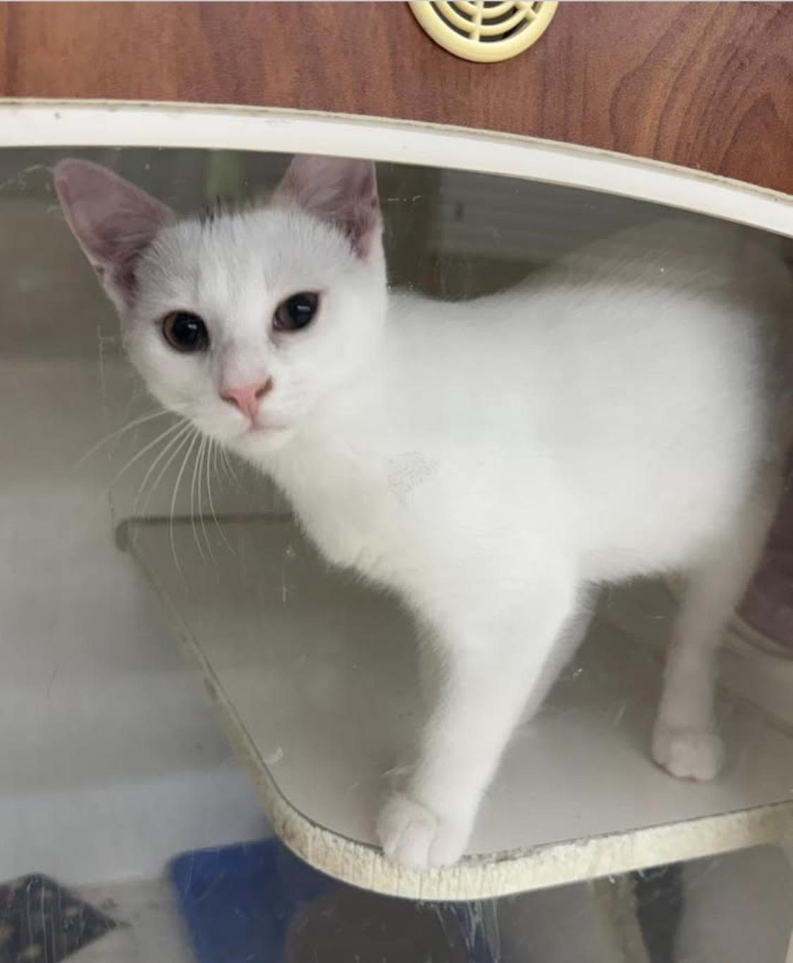 Enlarge River, a Adopted Domestic Short Hair in Breese, IL image 3/3