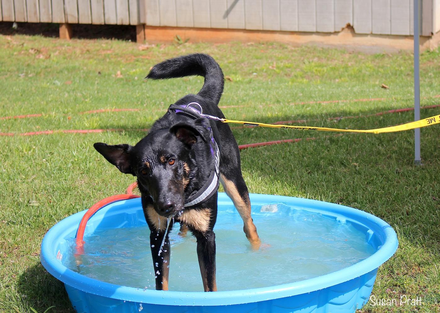 Enlarge Hank the Tank, a ADOPTABLE mixed breed in Bedford, VA image 5/5