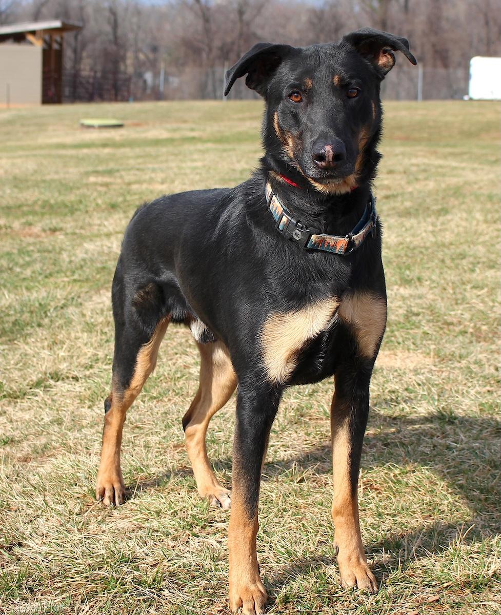Hank the Tank, a ADOPTABLE mixed breed in Bedford, VA image 3/3