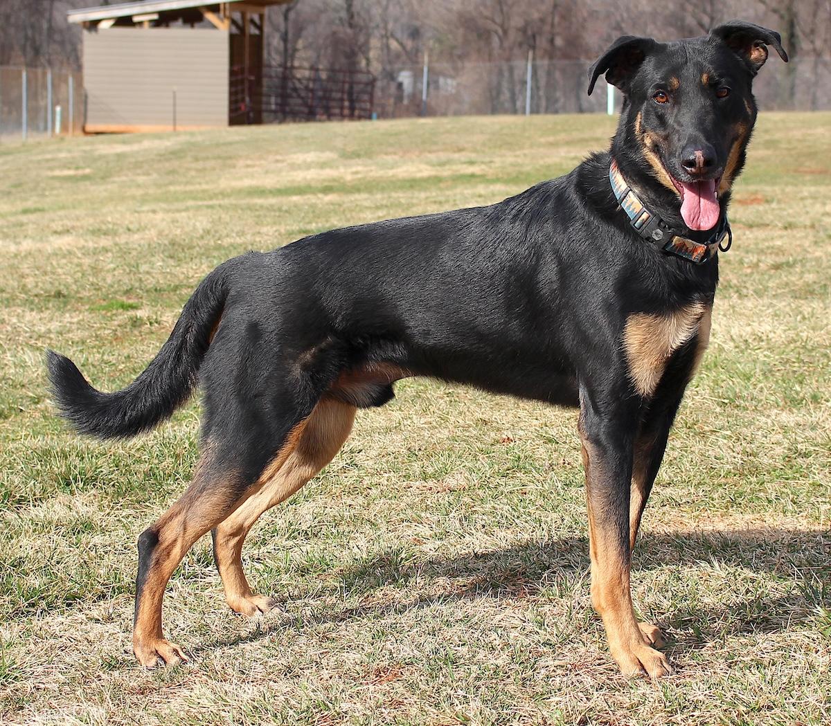 Hank the Tank, a ADOPTABLE mixed breed in Bedford, VA image 2/3