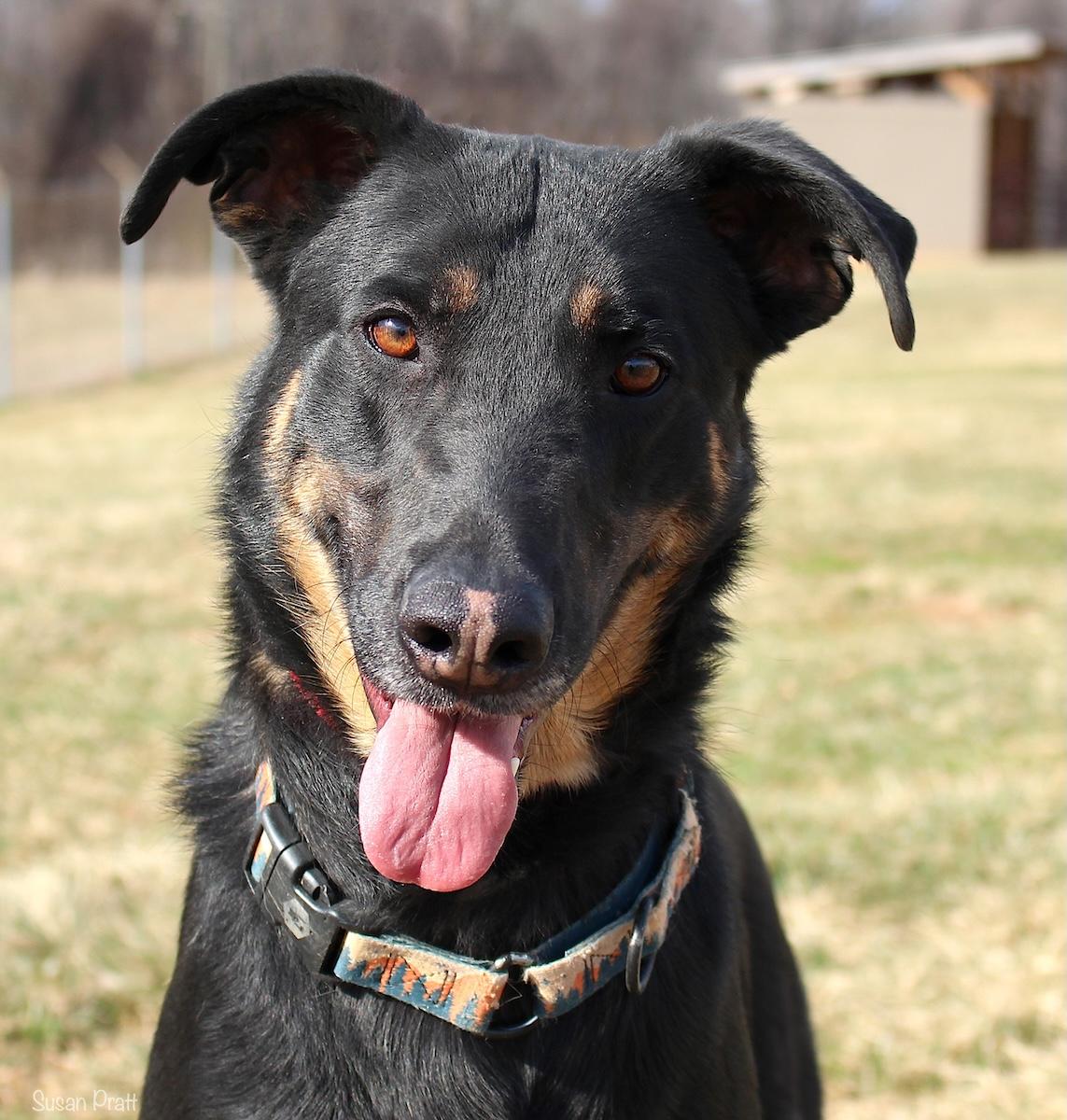 Hank the Tank, a ADOPTABLE mixed breed in Bedford, VA image 1/3